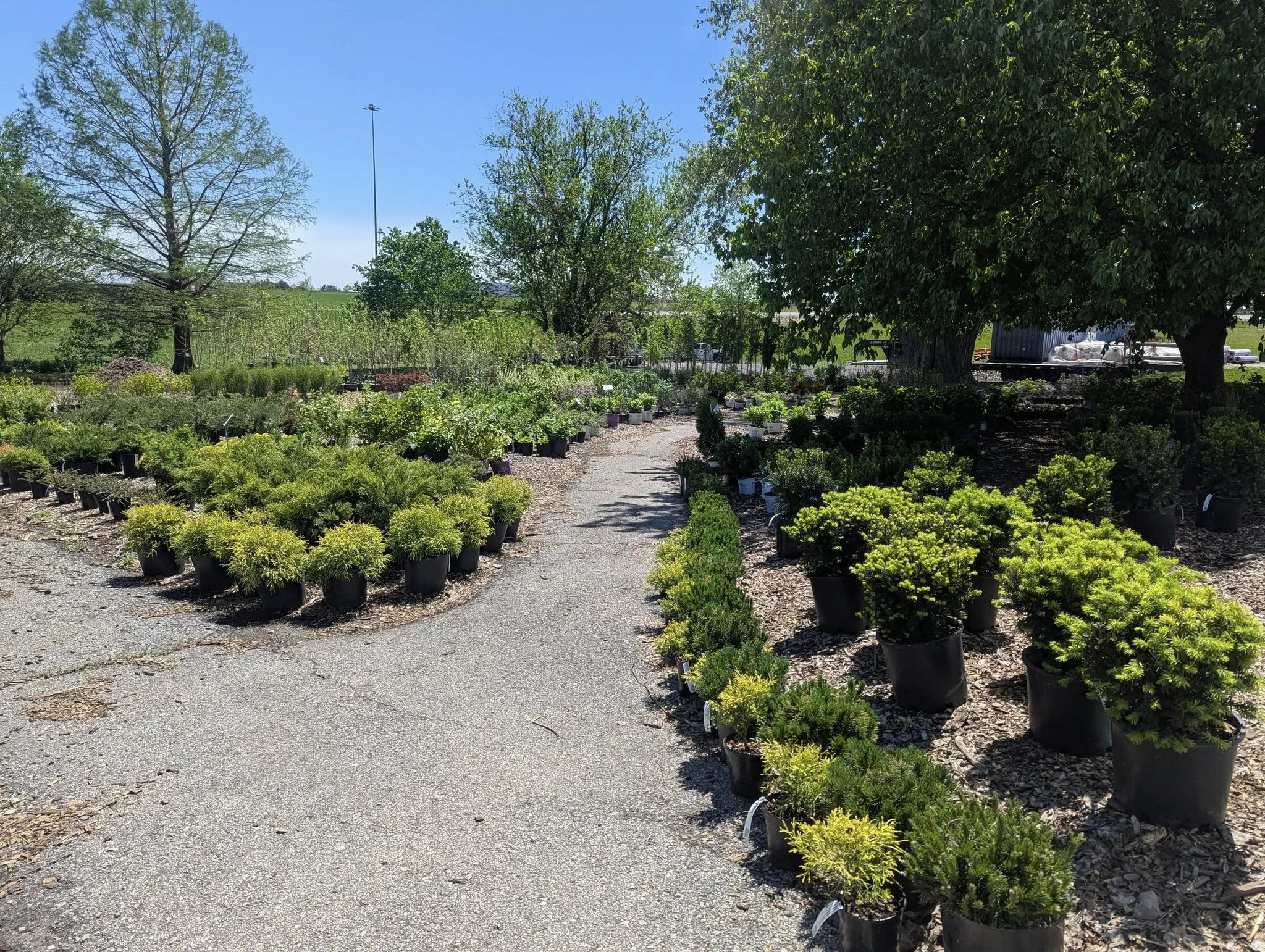 A nursery or garden center with potted plants and small trees arranged along a gravel path on a bright, sunny day. Large trees and blue sky are visible in the background.