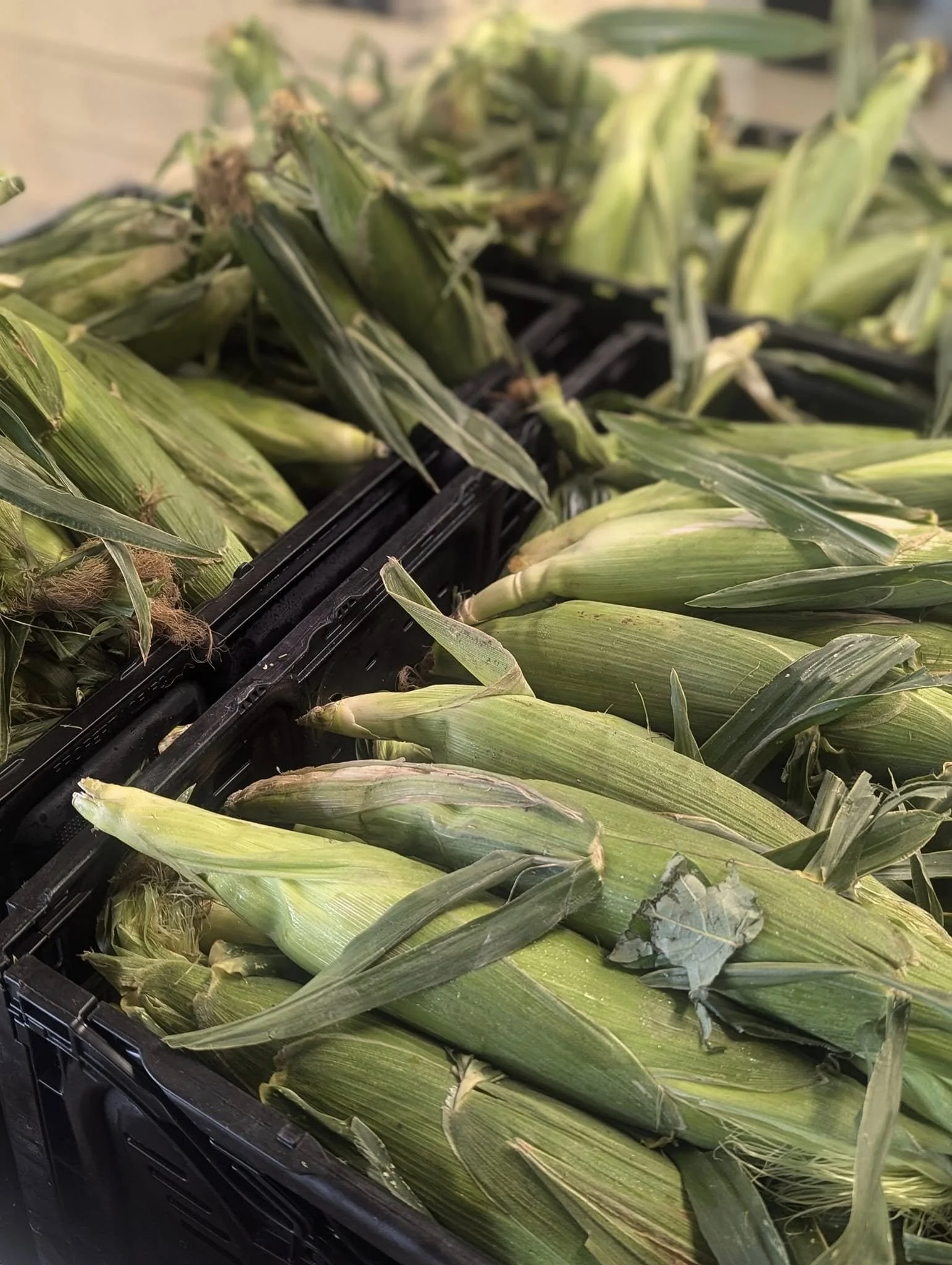 Fresh ears of corn in black plastic crates.