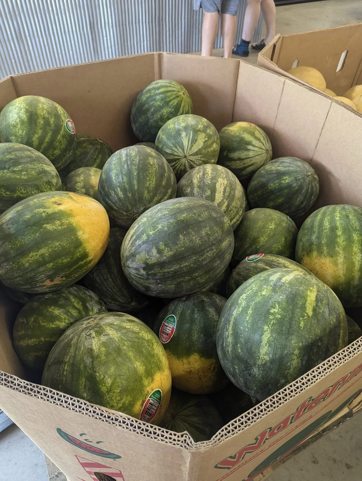 A large cardboard box filled with watermelons at Pine's Garden & Market.
