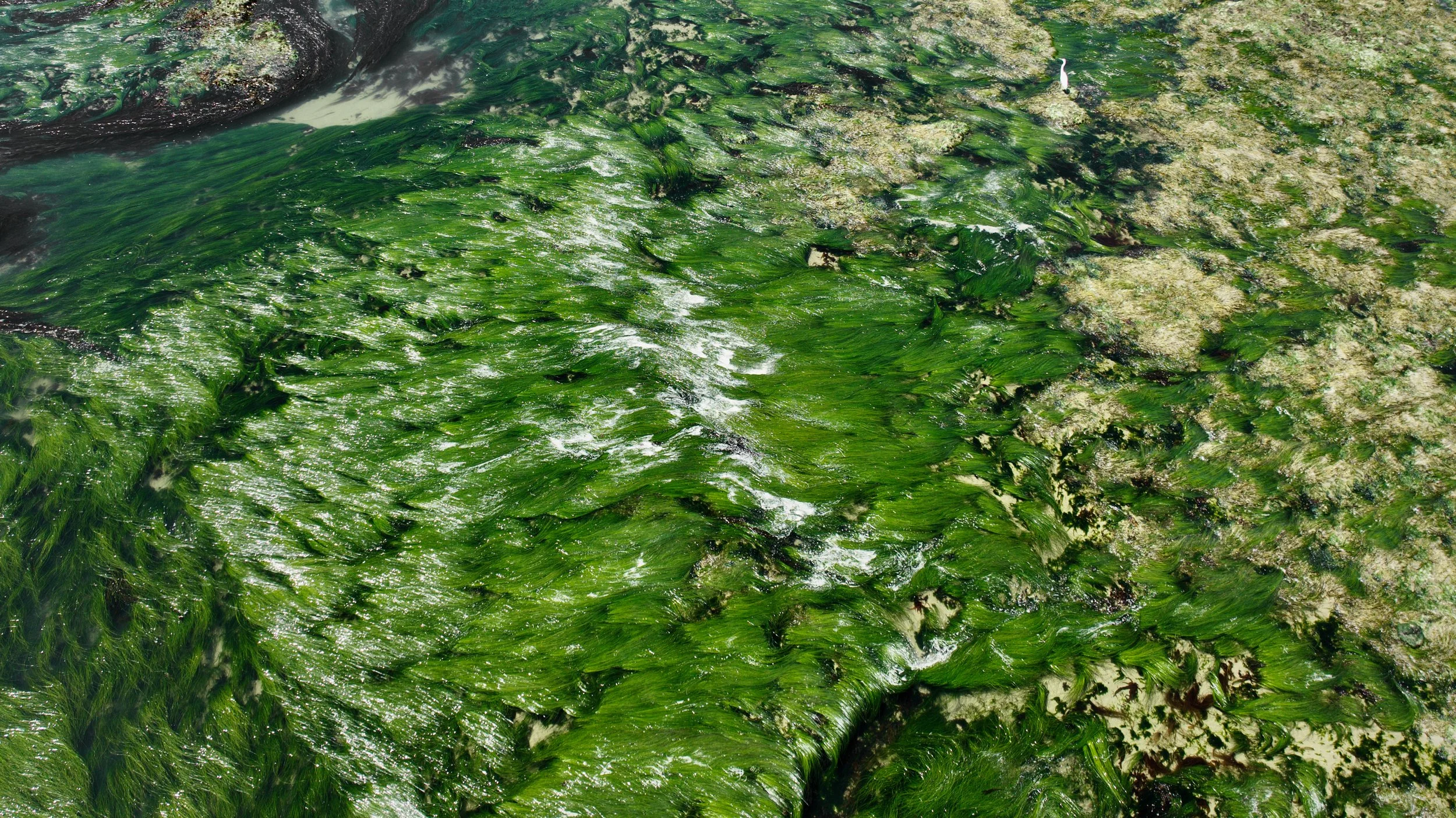 Santa Cruz/Pacifica_18