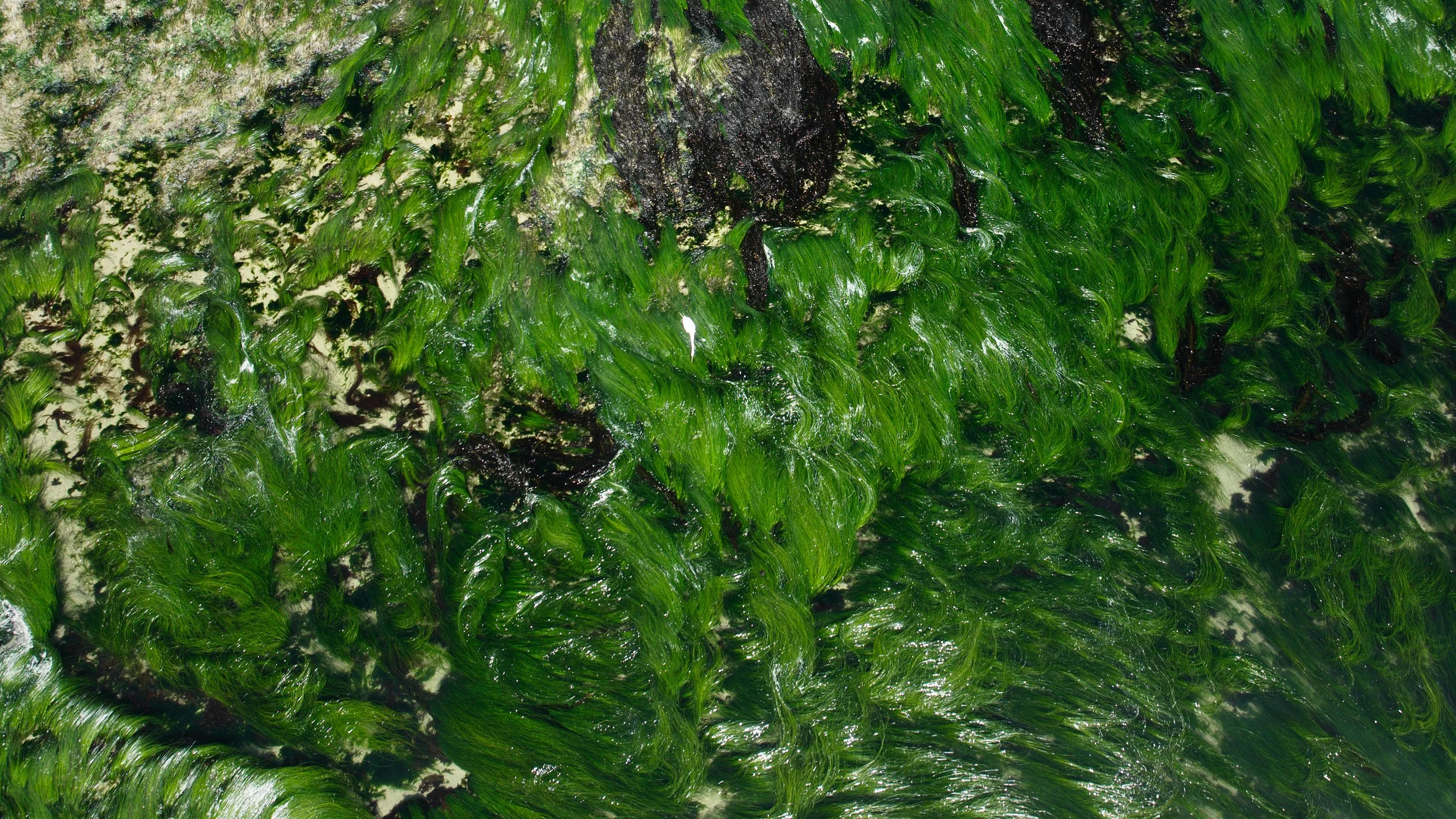 Santa Cruz/Pacifica_15