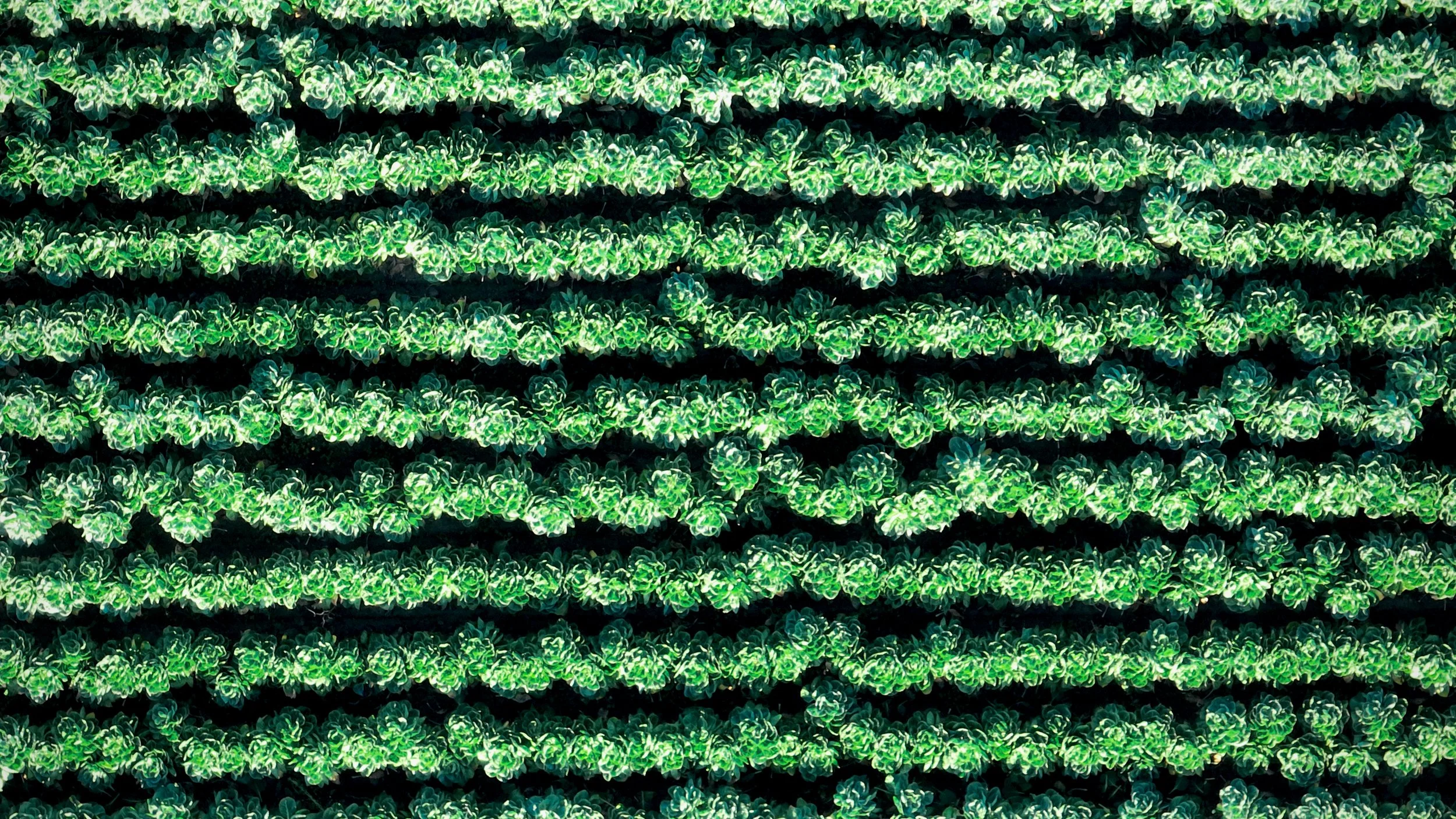 Santa Cruz/Pacifica_0