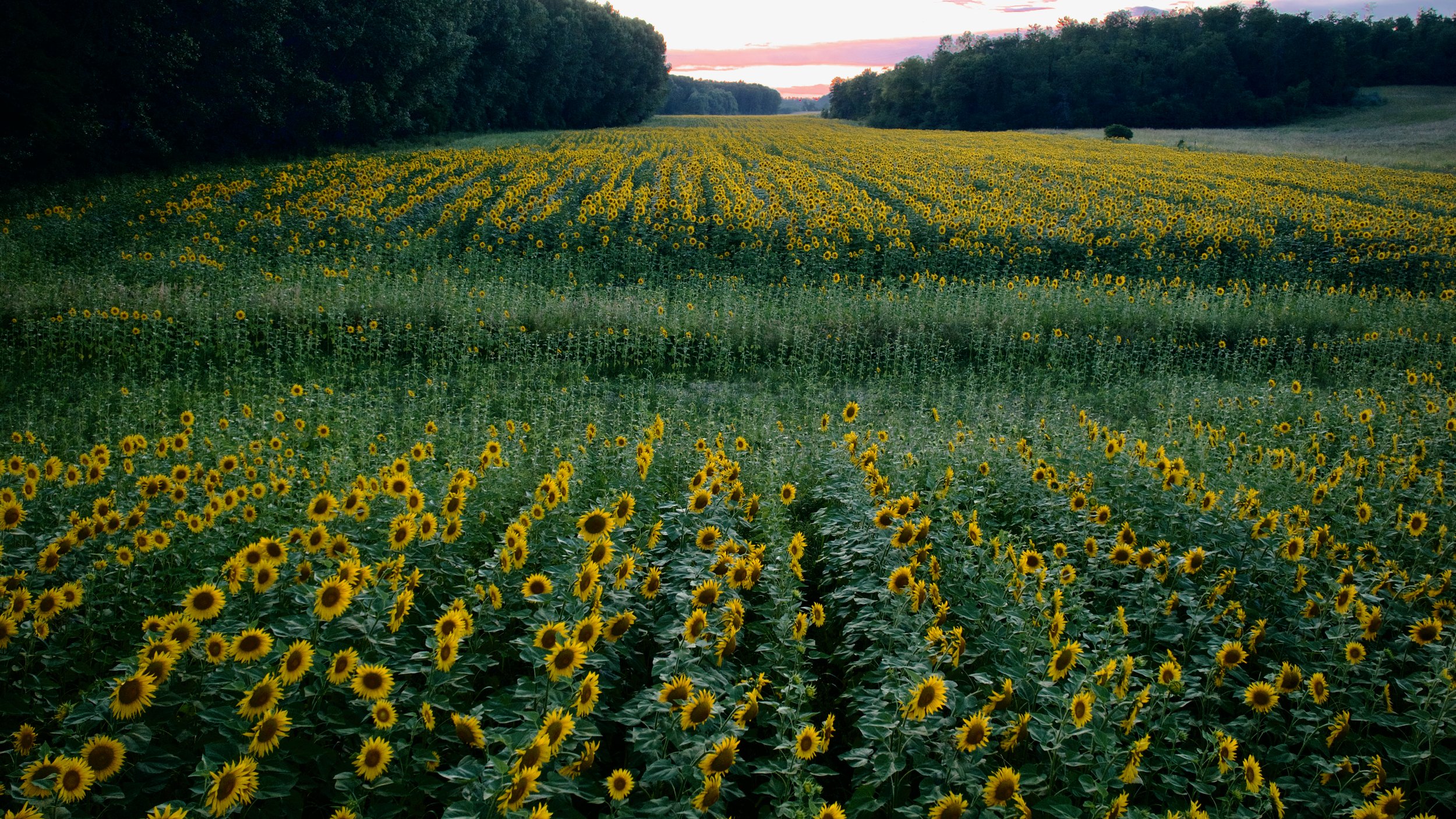 Tuscany Sunflowers 2