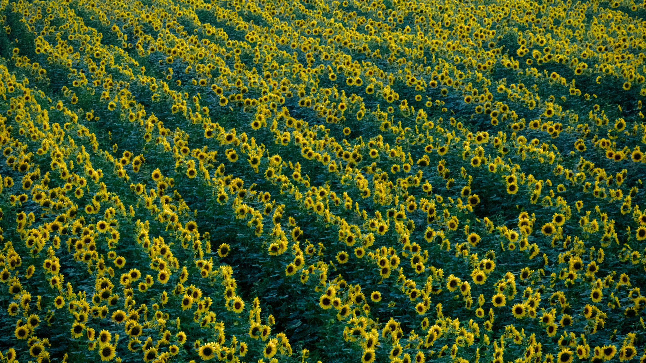 Tuscany Sunflowers 1