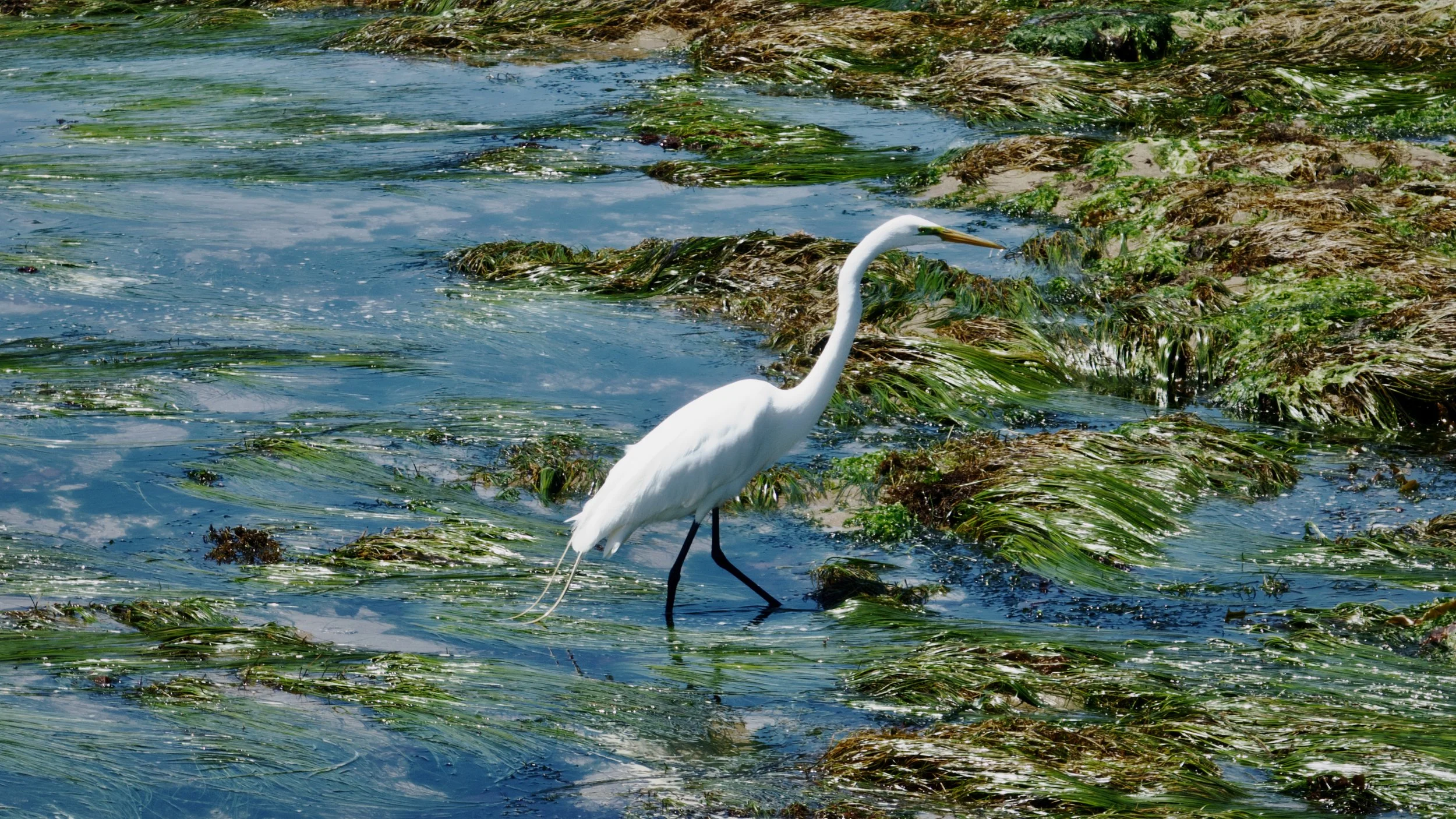 Santa Cruz/Pacifica_6