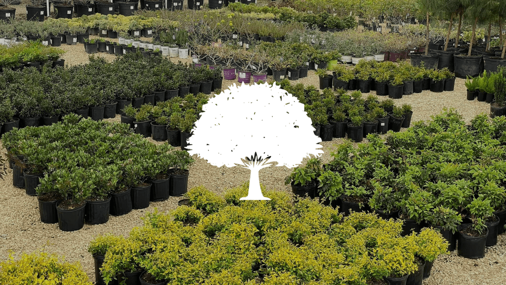 Dwyane O'Dells Nursery & Landscaping Aubrey, TX