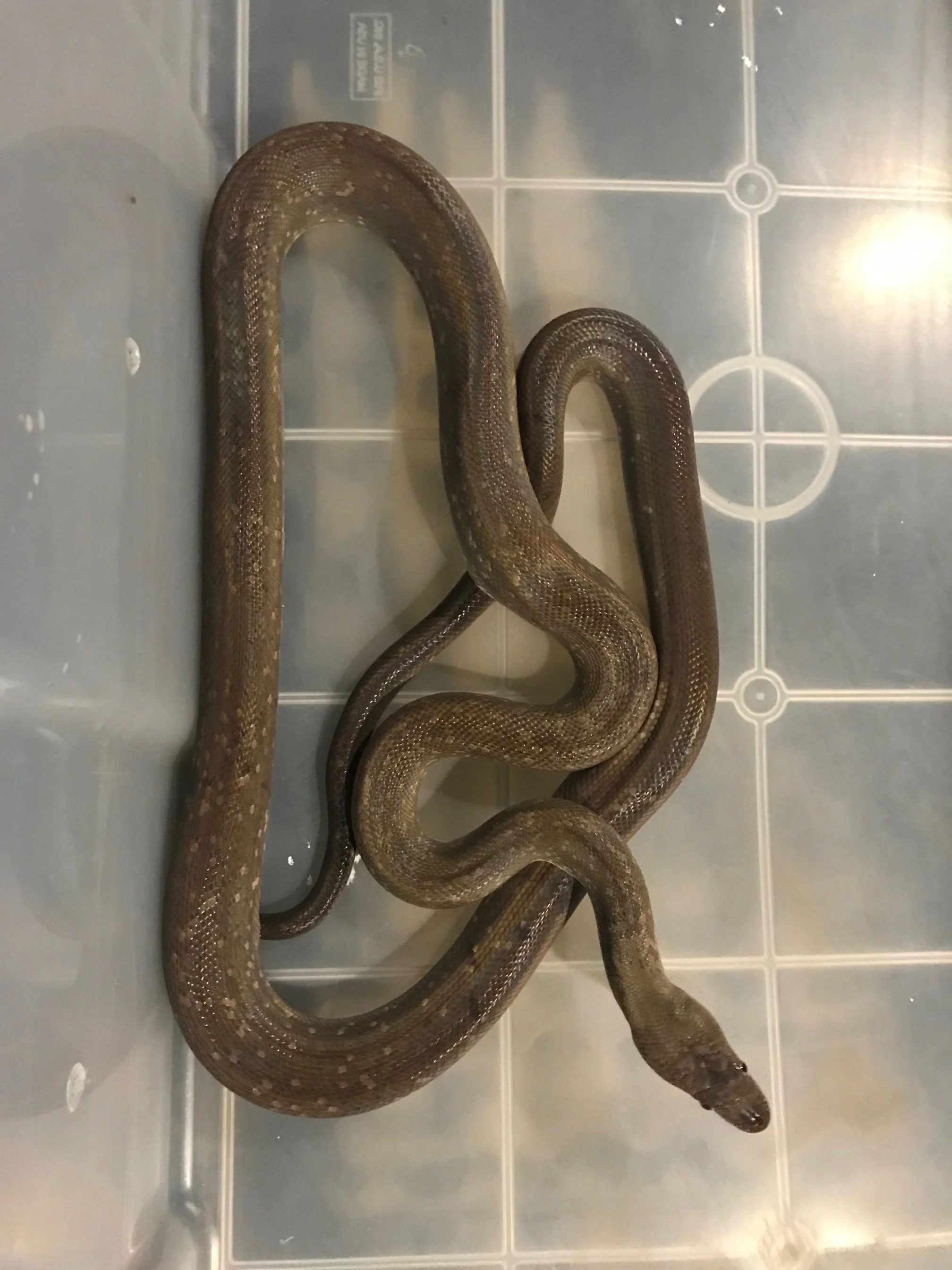 f Macklots Python subadult $300
