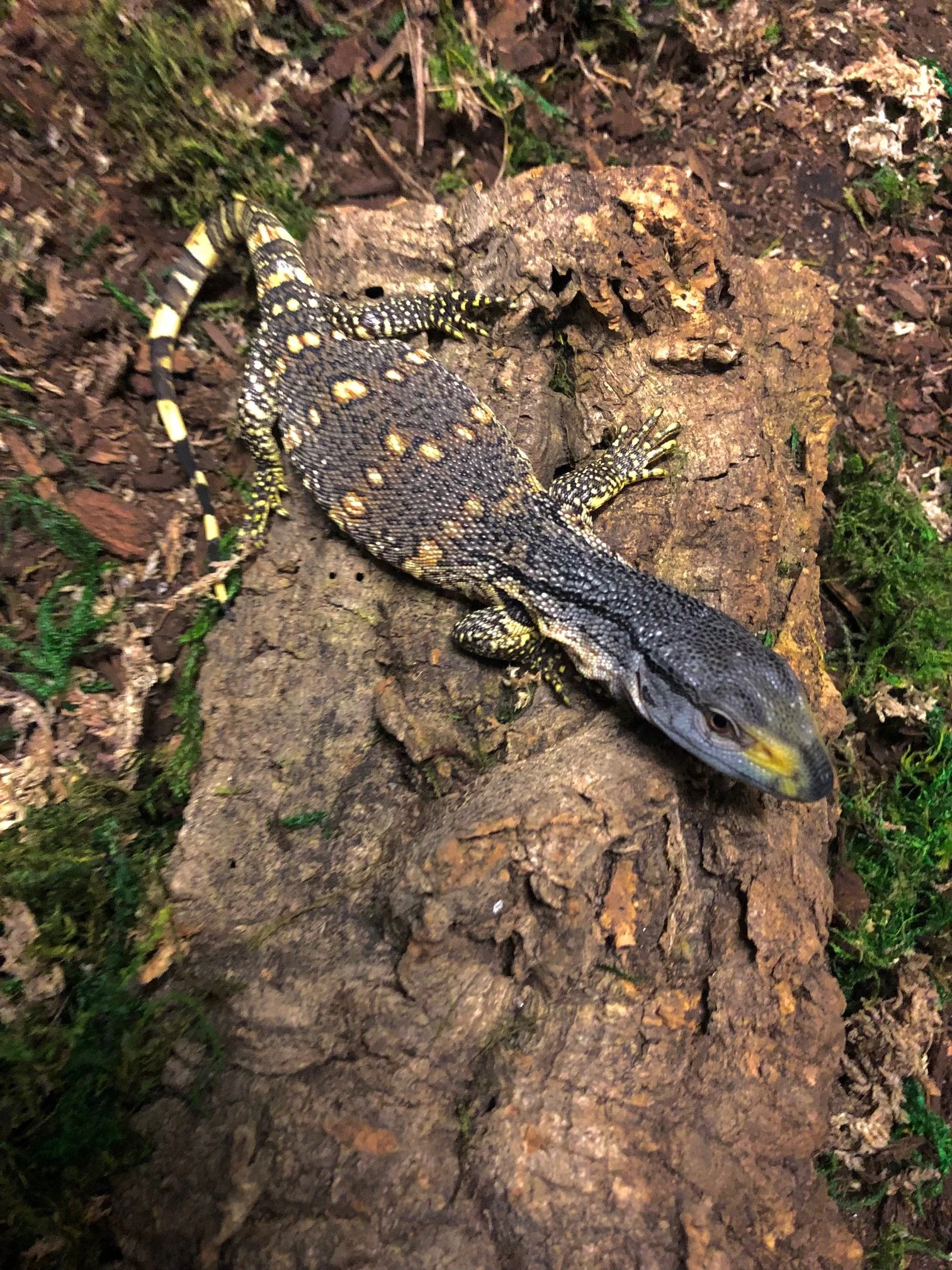 Black Throat Monitor Babies unsexed $375