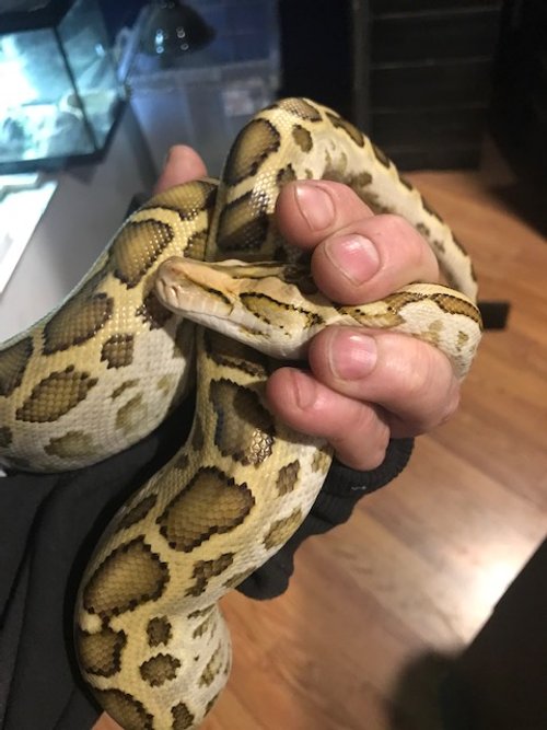 Hypo Burmese Python w/ 1 eye. Tame male 2ft long $225