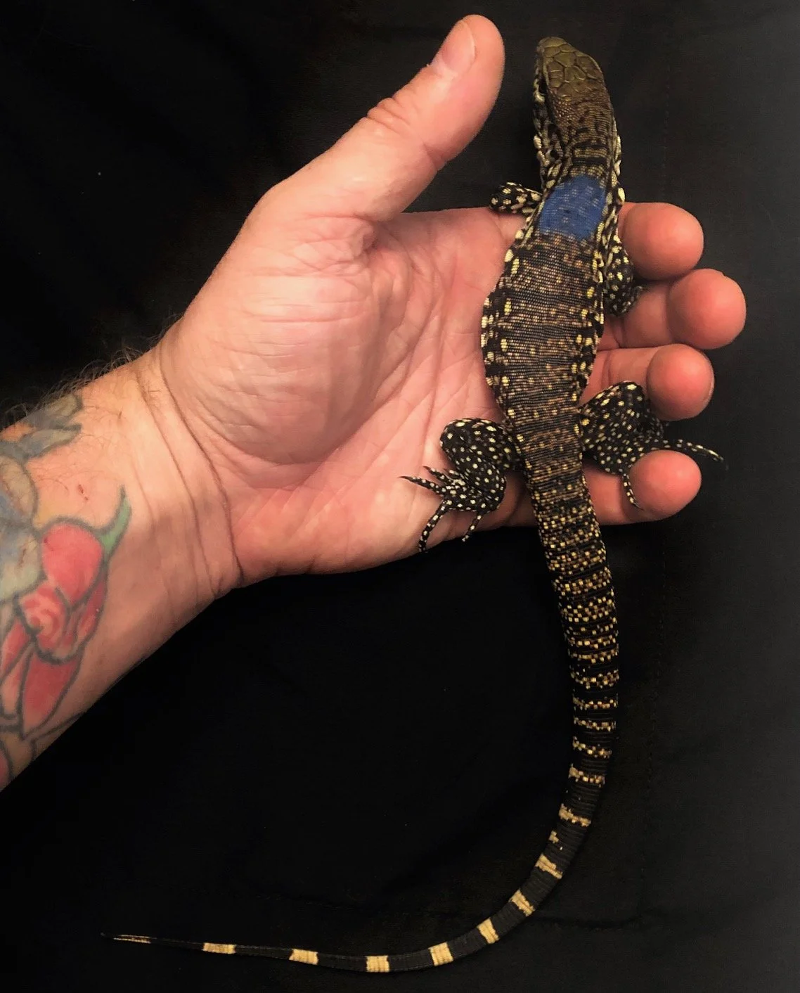 B&W Tegu big baby male #3 $265