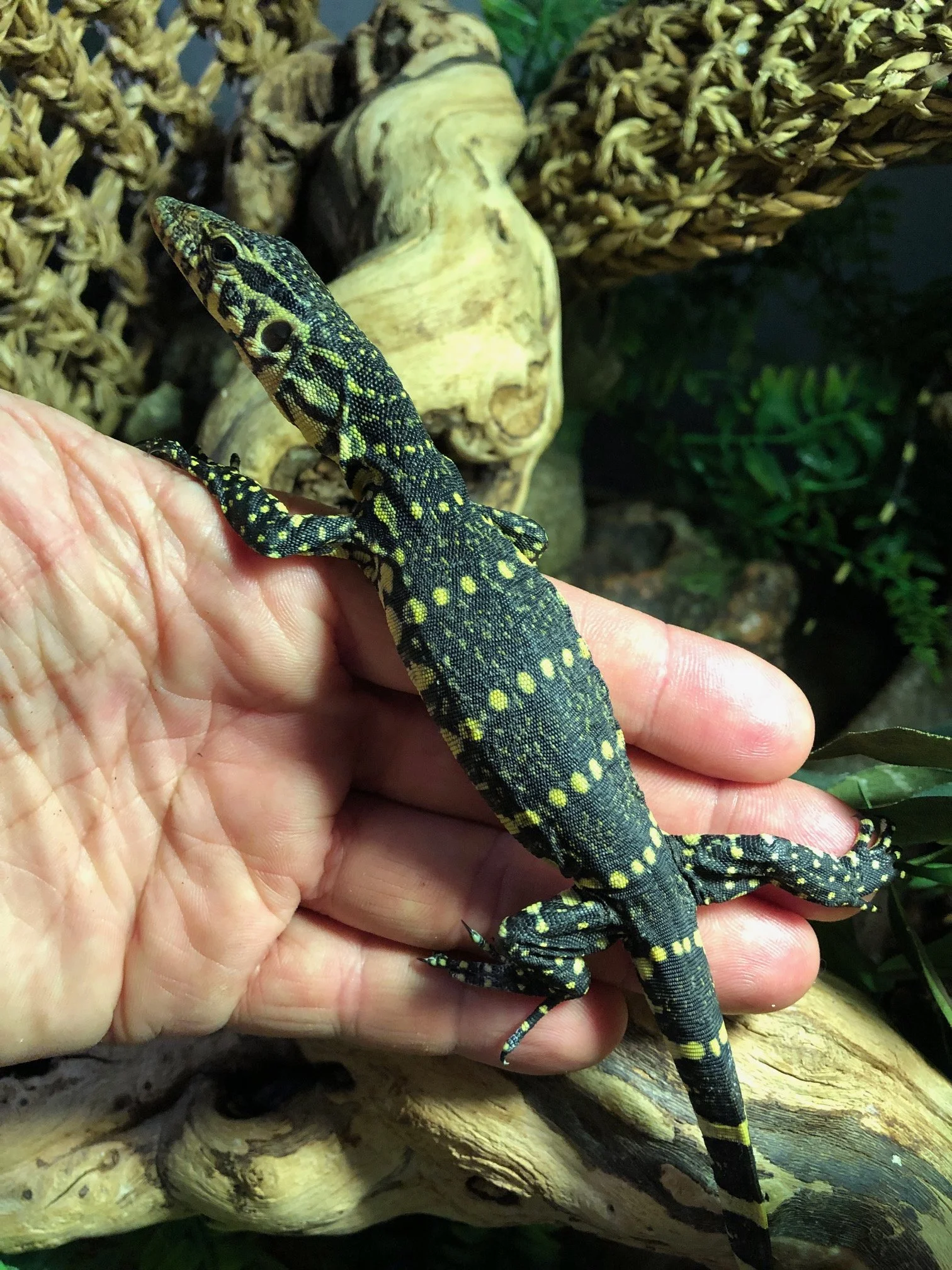 Ornate Nile Monitor babies $150 Beautiful! Very smart and personable. Will have individual photos once they are established and all fat and happy in October sometime. 6 available! 