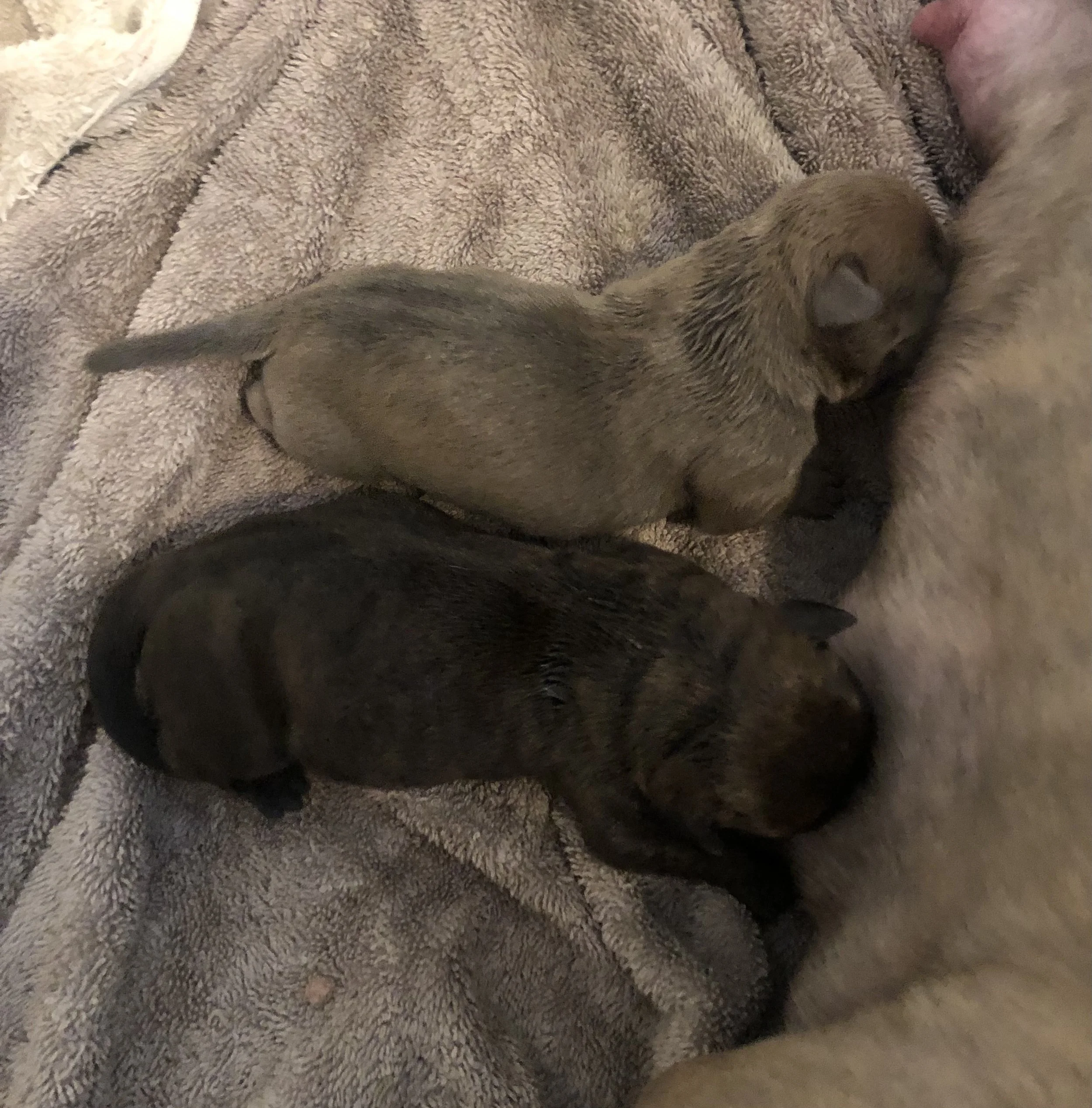 2 beautiful female Pocket Bullies born Sept 16th! 1 blue and 1 brindle w/ black mask. We will have new photos and videos nearly every day. ABKC registered and champion show quality dogs with huge heads and lots of muscle. Mom is 50lbs, Dad is 65lbs, 