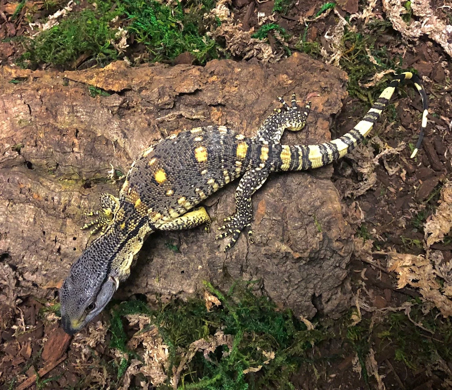 Black Throat Monitor Babies unsexed $375