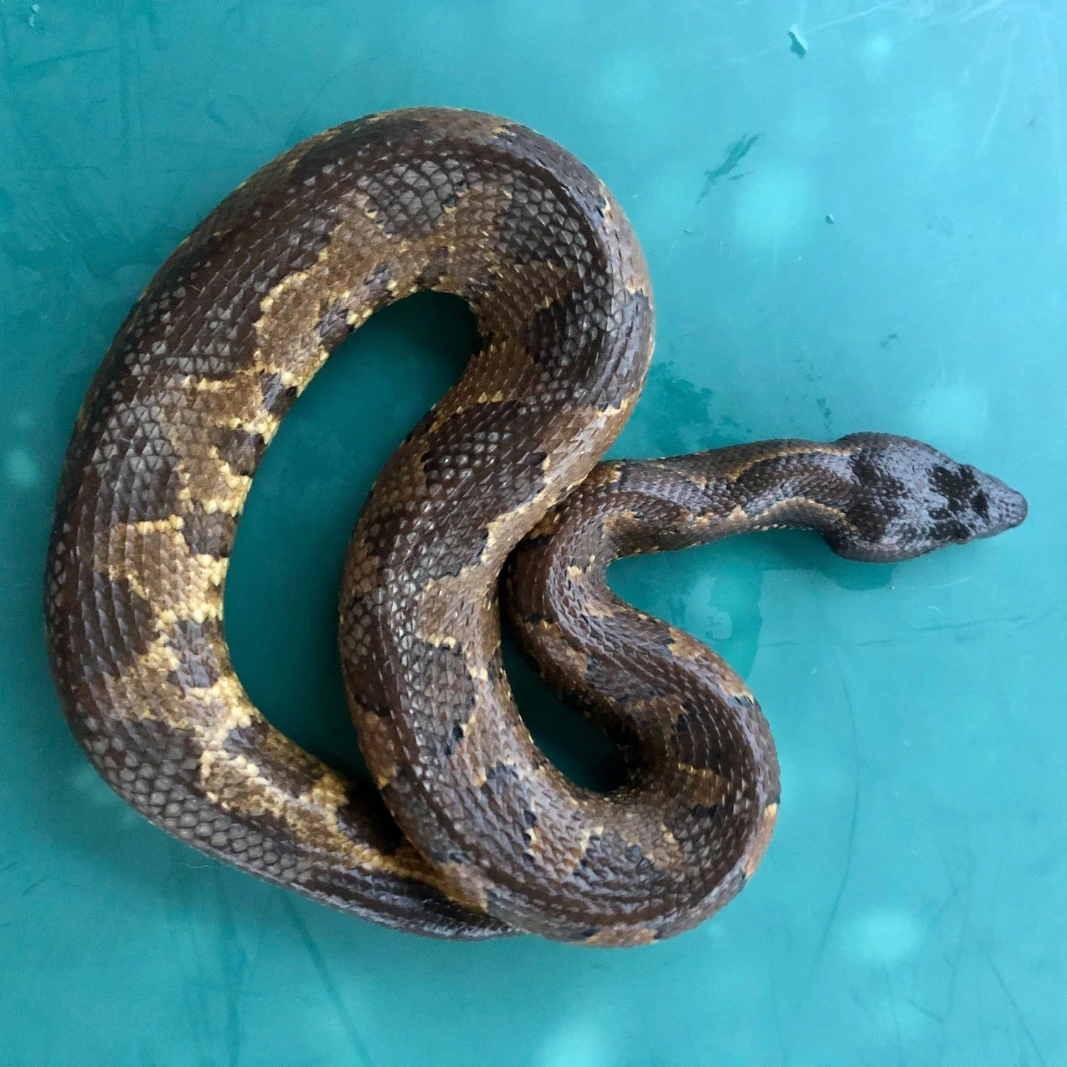 Viper Boa Female #BHVBF01 $225

