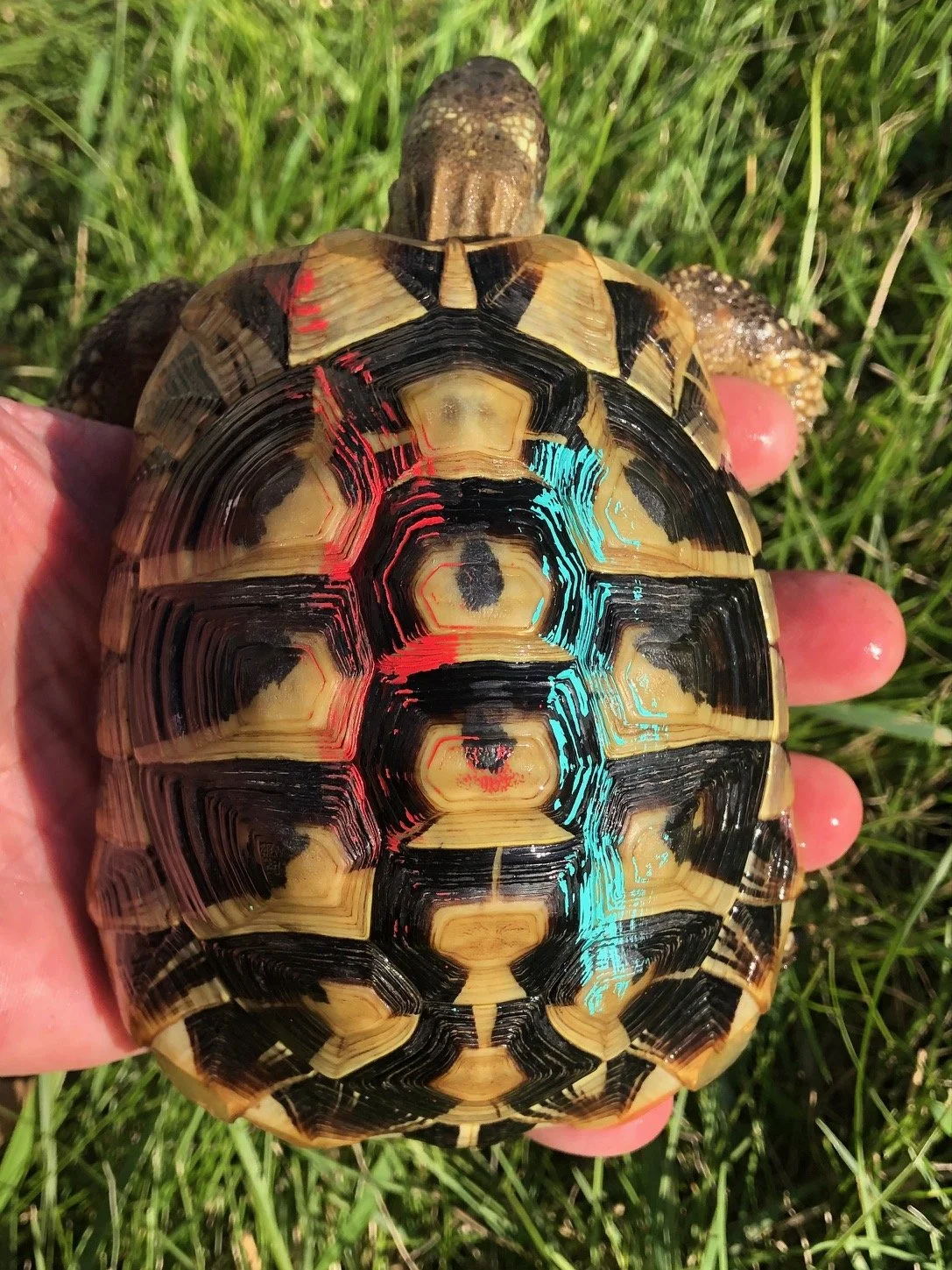 (Red/Aqua) Hermann's Tortoise male 5" $235