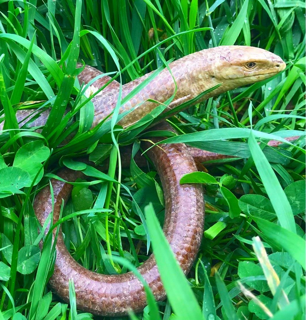 ID# ELLM2501- RARE European Legless Lizard male 16" $225