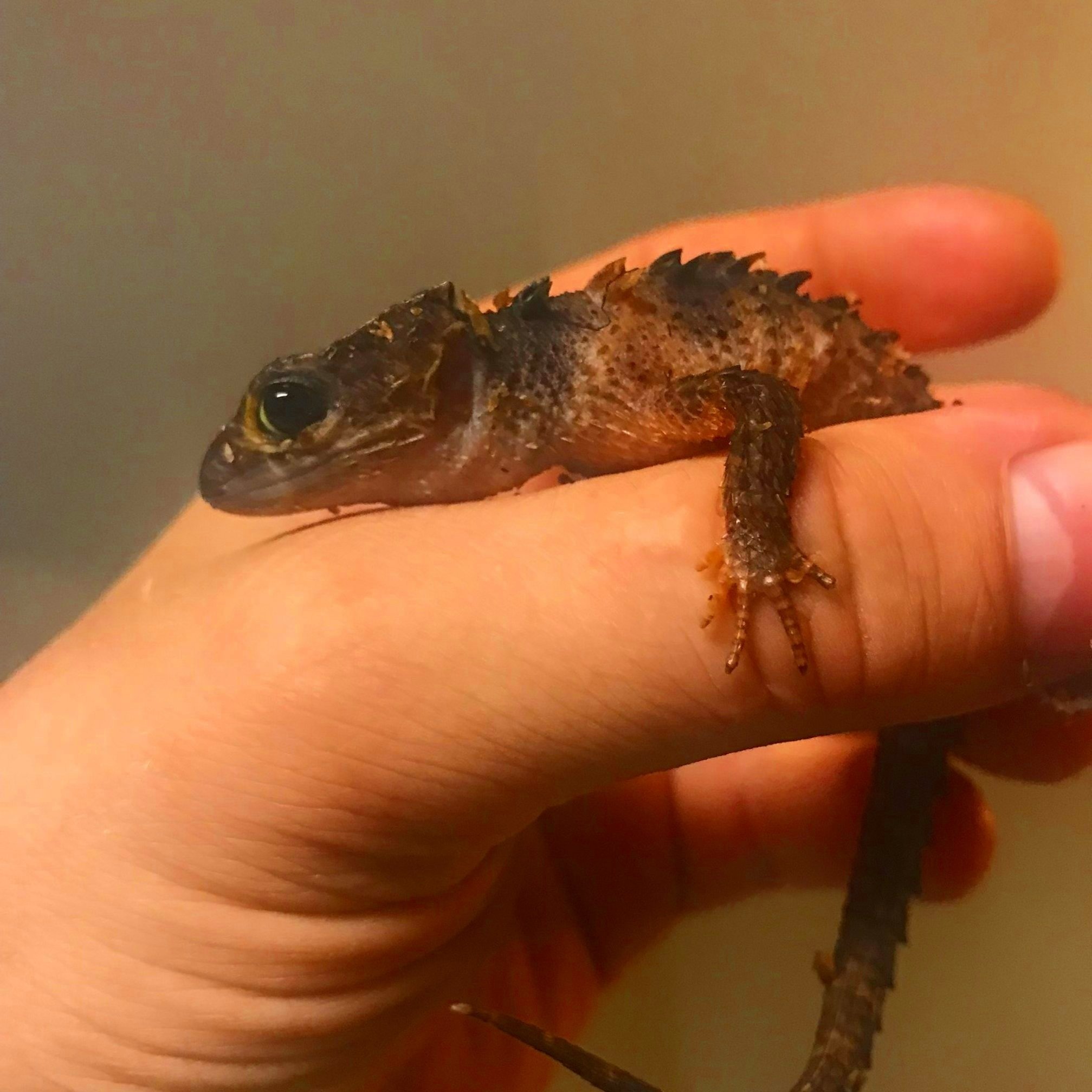 ID# WCS-F2501 White Eyed Crocodile Skink female $175