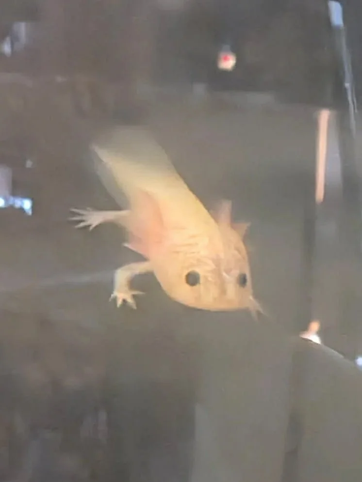 Leucistic Axolotl baby (text or call (515) 571-5523 Thank you!