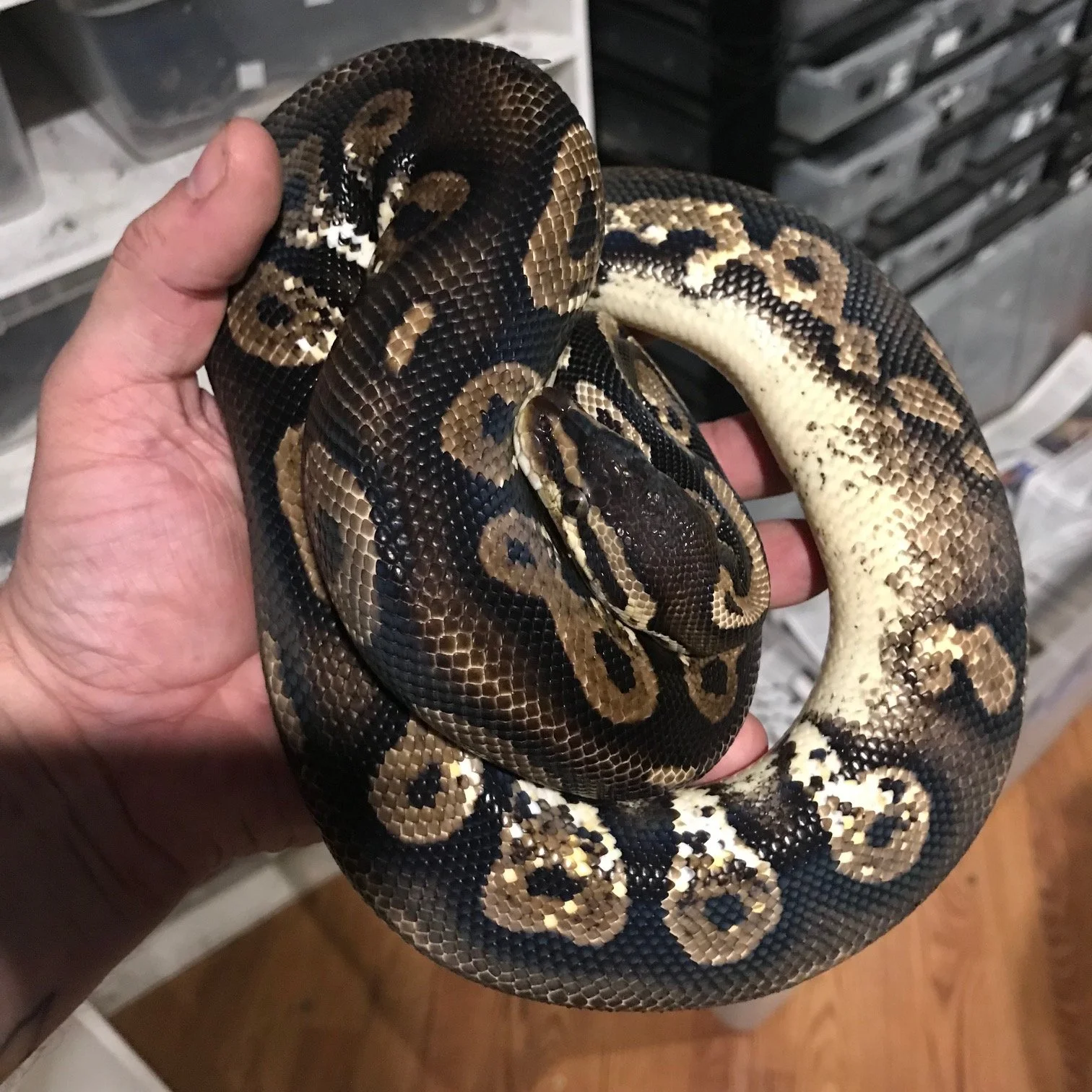 m	Black Head Calico Pastel	$200