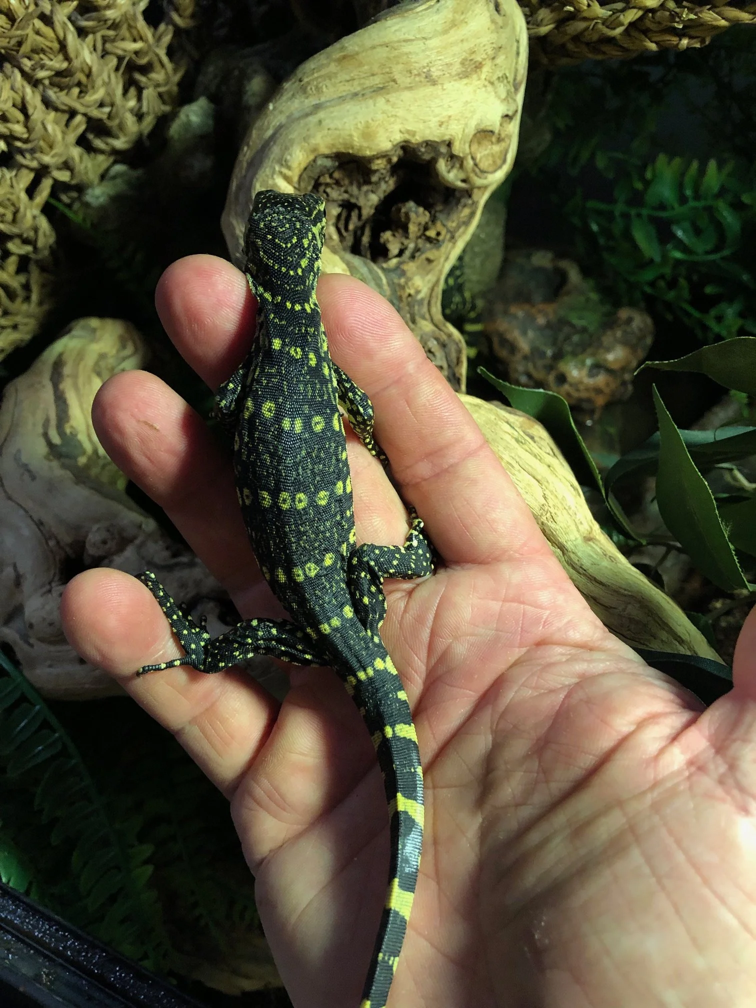 Ornate Nile Monitor babies $150 Beautiful! Very smart and personable. Will have individual photos once they are established and all fat and happy in October sometime. 6 available! 