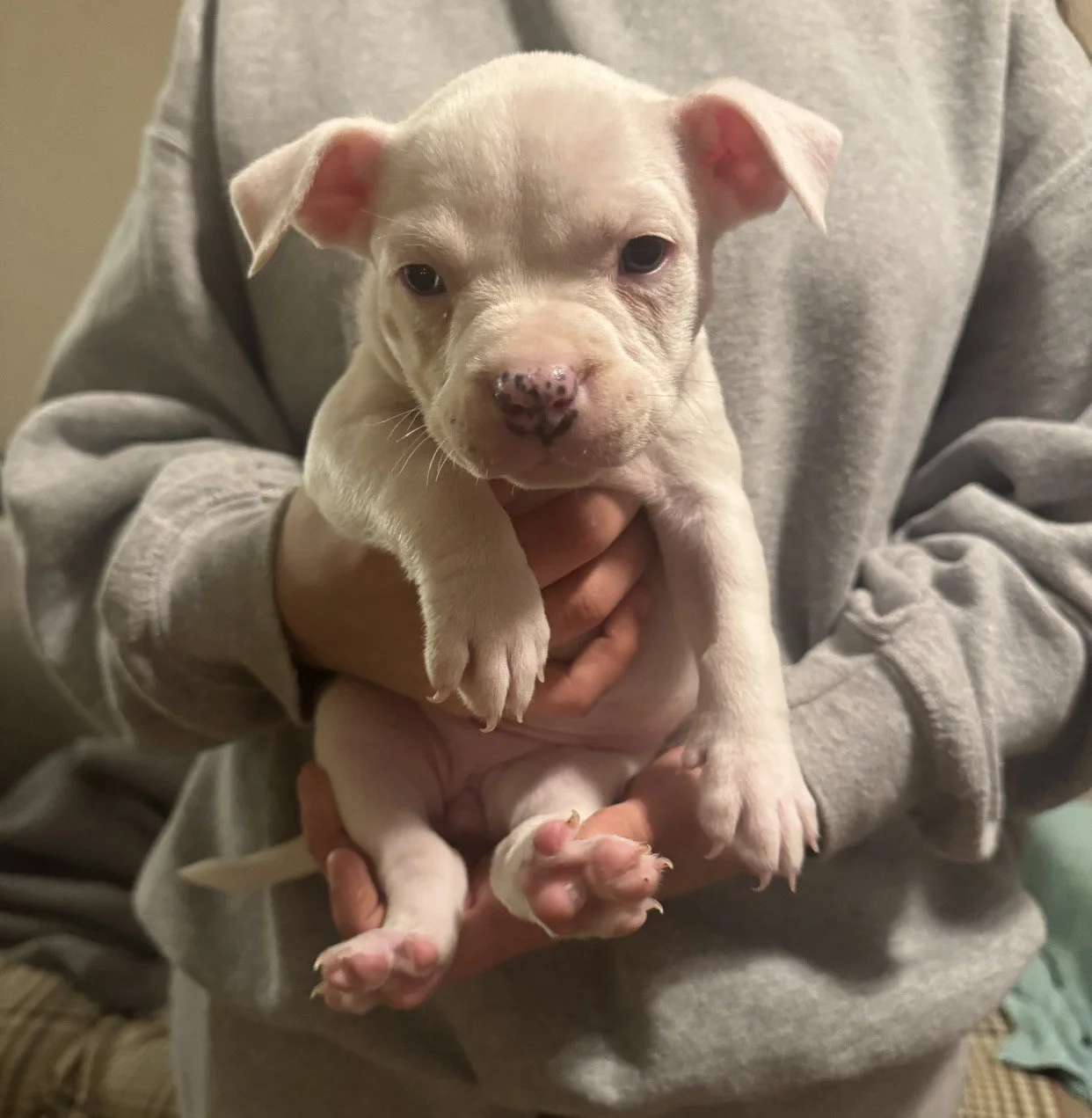 "Eleven" Extreme Piebald Merle female $1500 only one merle spot on her back! One of the 3 smallest of the litter of 12. 11th puppy born :) 