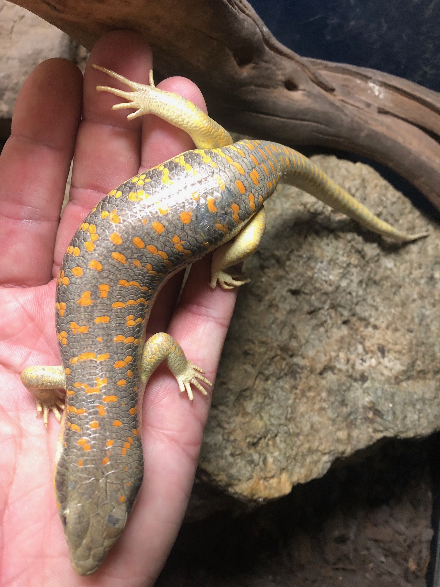 Schneider's Skink (probably female) very healthy $55