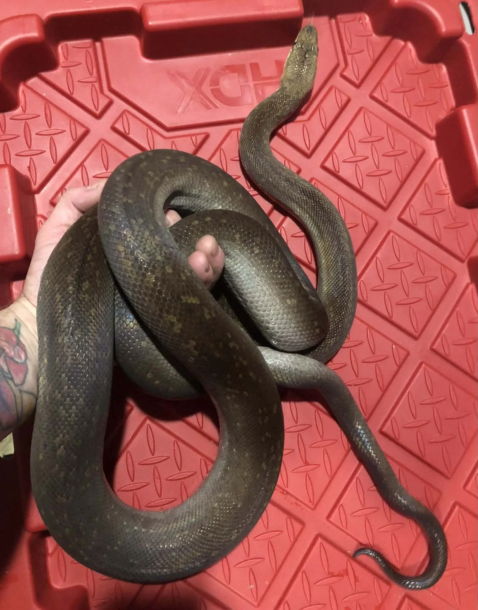 Macklots Python tame adult male 7+ft long $400