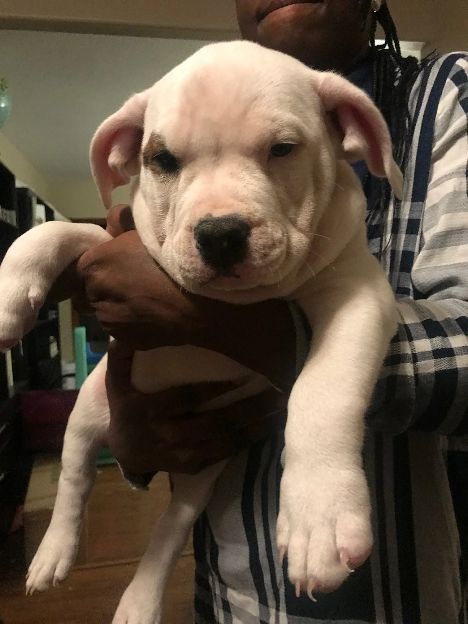 "Jax"
Extremely unique dog! Brindle patch of over one eye and spots on the inside of each ankle. So this would be an "extreme piebald brindle", possibly tricolor as well. Can't wait to see him as an adult! I've personally never seen one like him anyw