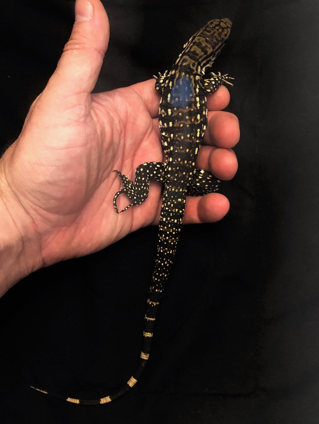 B&W Tegu big baby male #2 $265