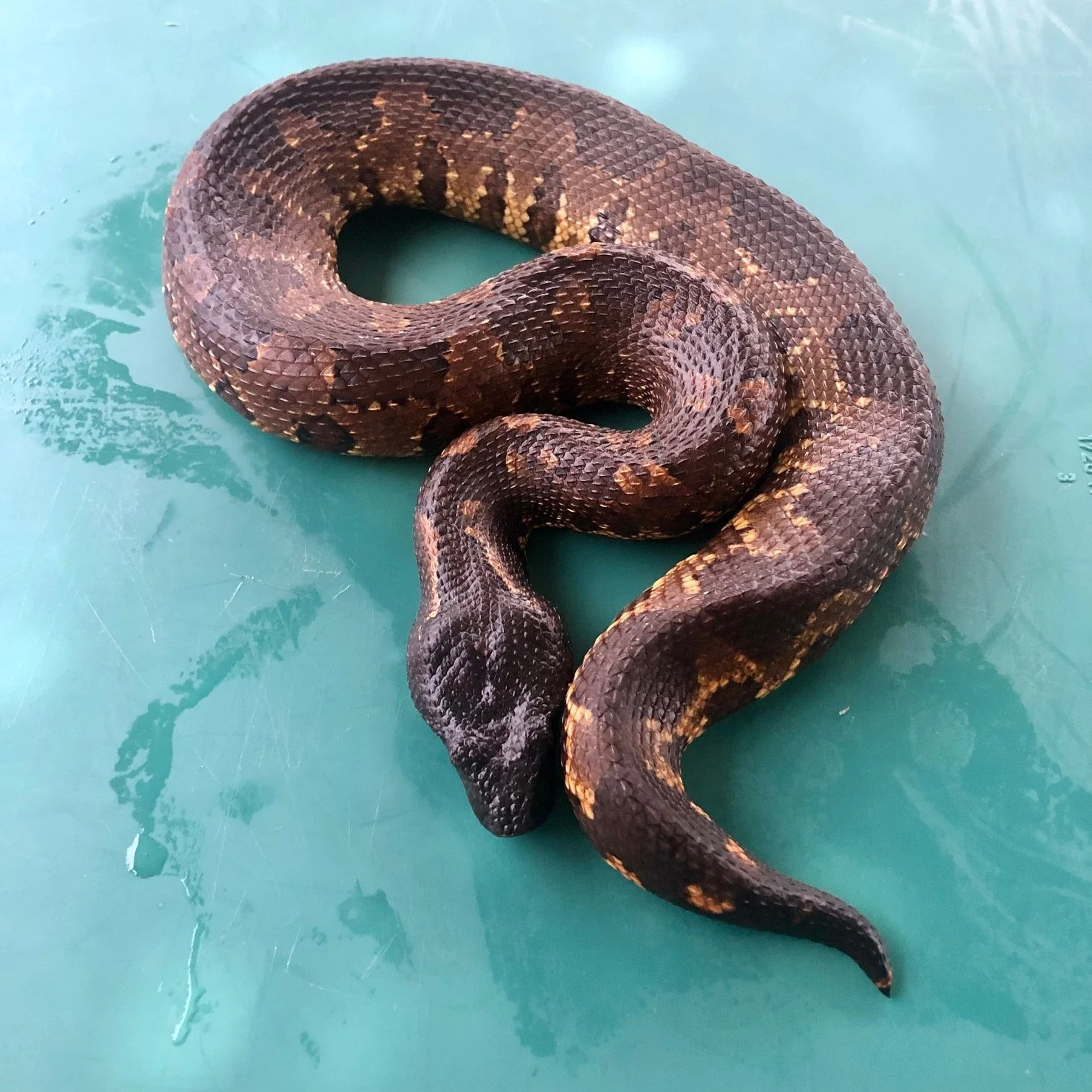 Viper Boa Female #BVBF01 $225