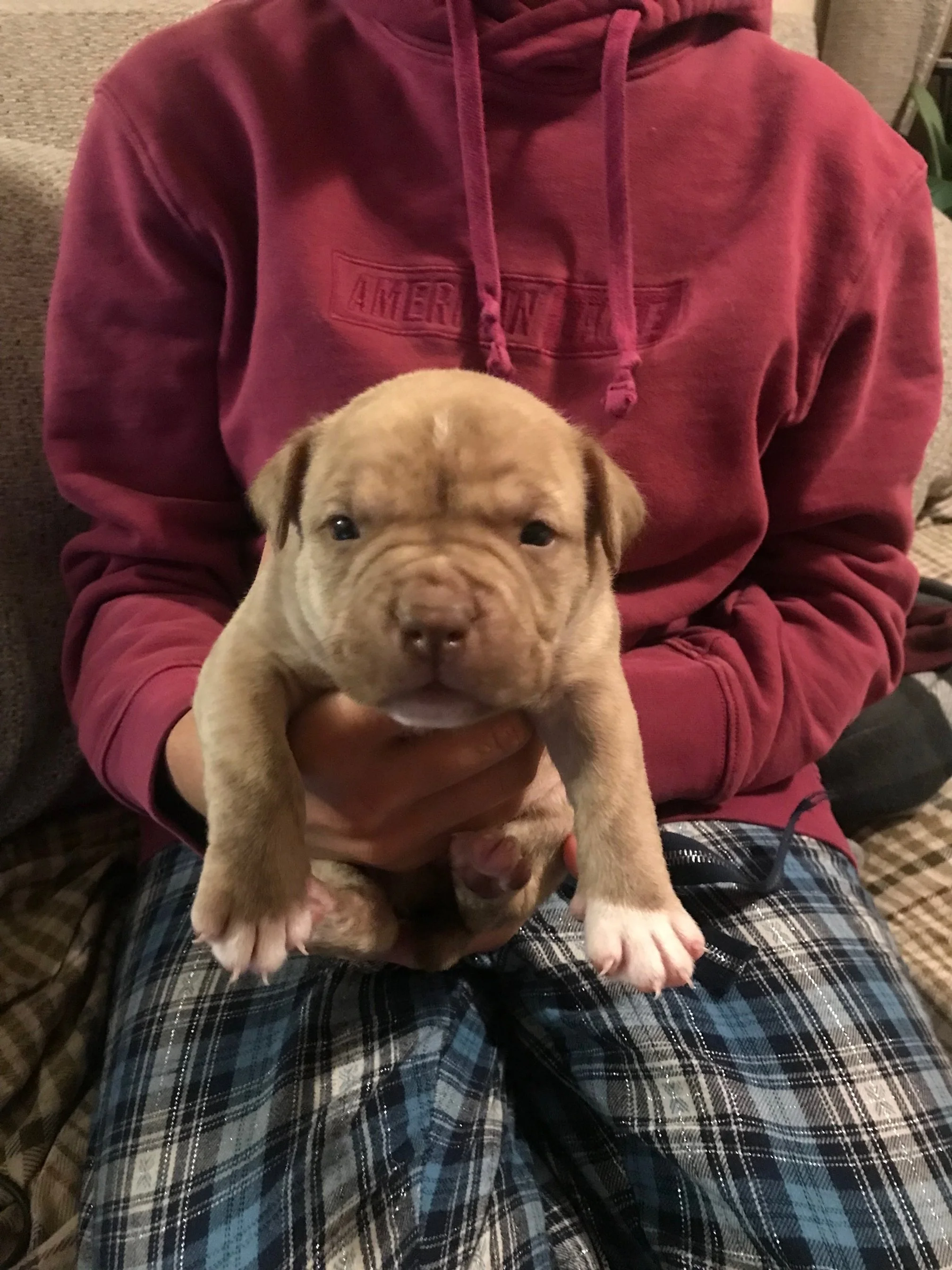 "HENRY" Cream Brindle. $1300 (SOLD)