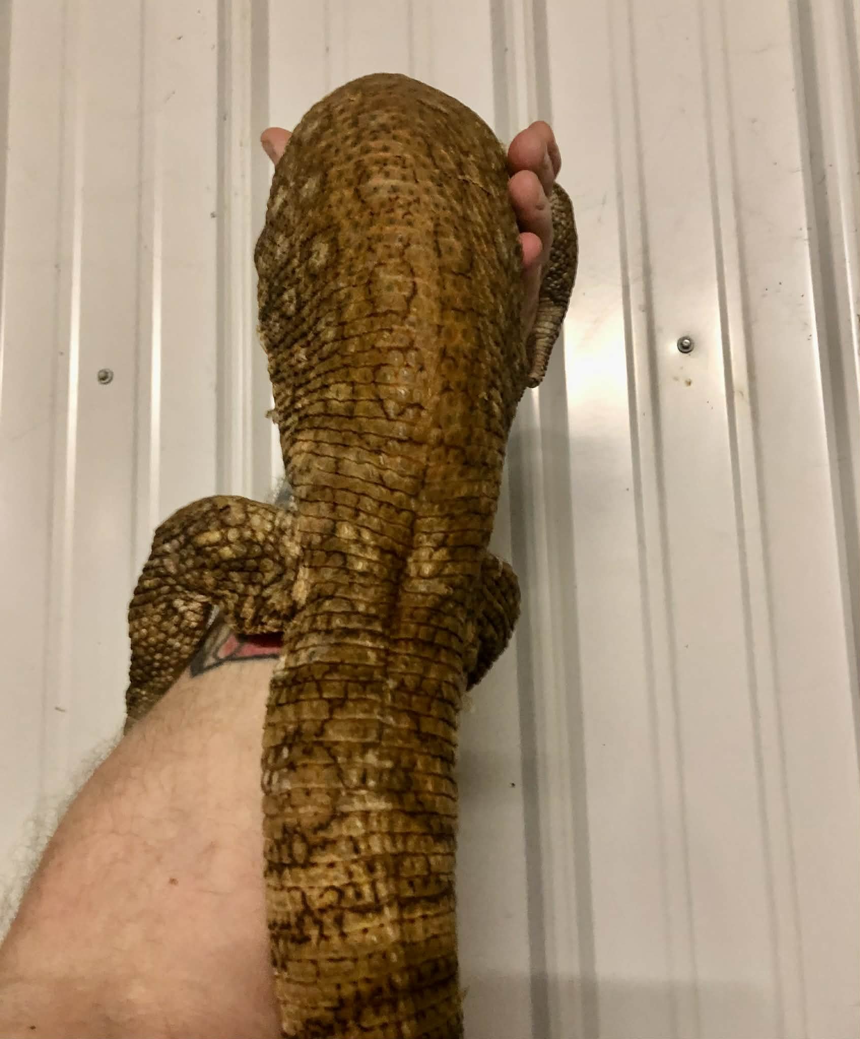 Savannah Monitor tame adult male 