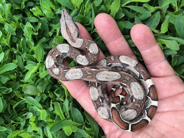 Barranquilla Boa Babies $300/each