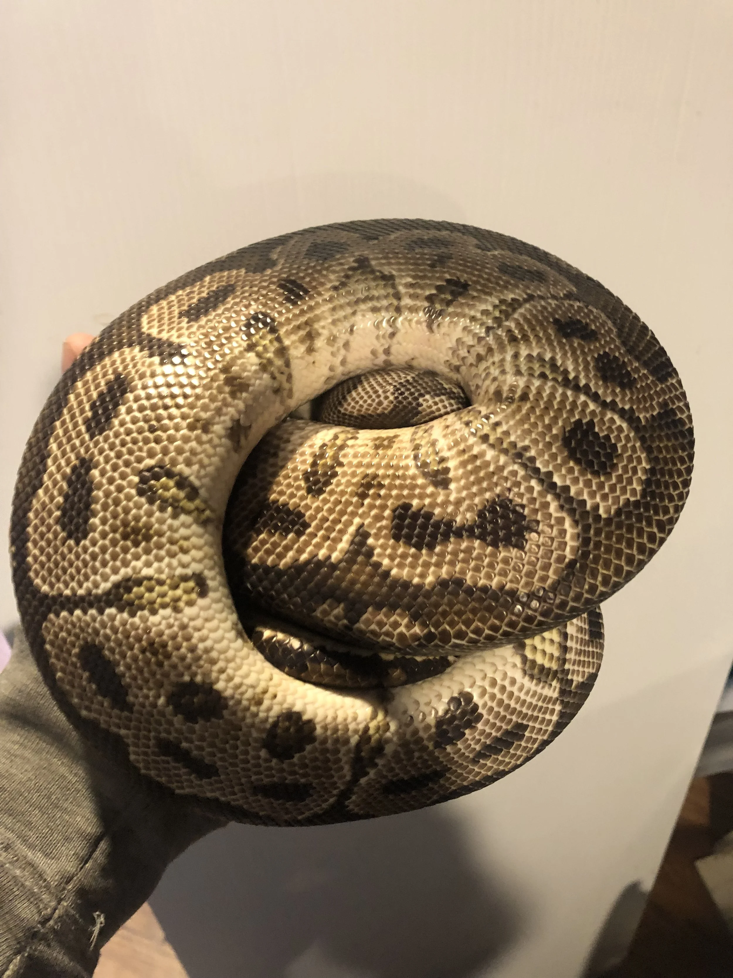 Clown het Hypo big adult male $125