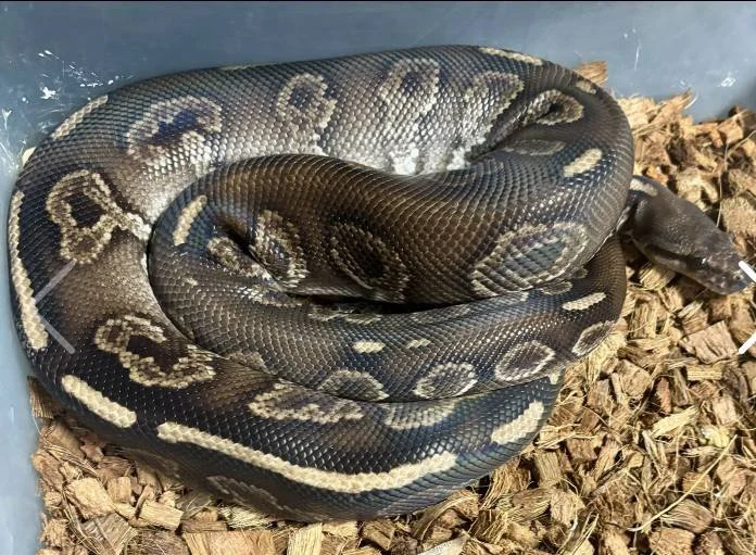 Chocolate Cinnamon male $200

