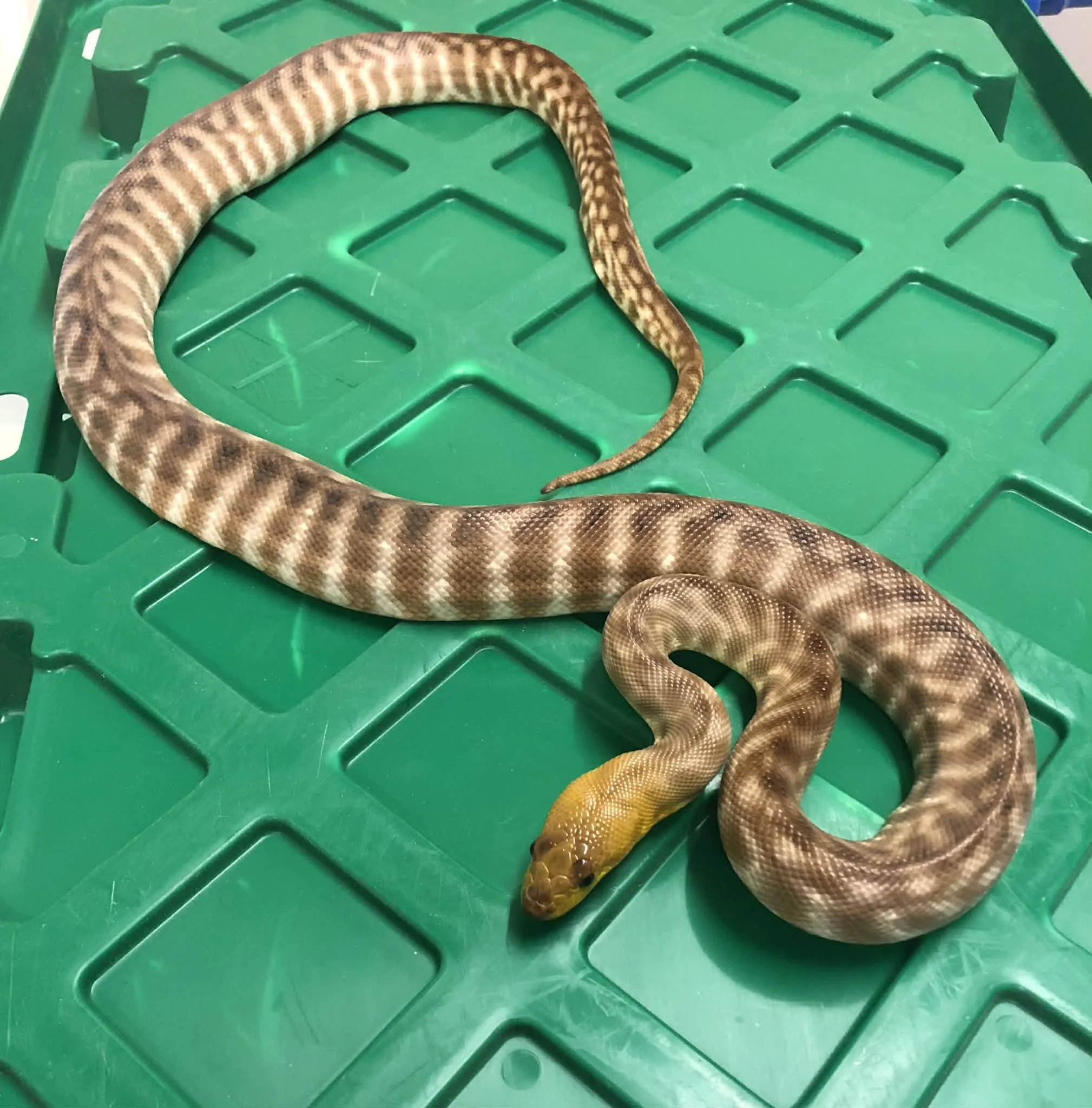 Woma Python tame adult male 2ft long $375 (on hold) 