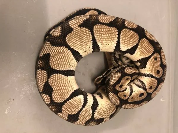 Pastel VPI Axanthic 50% het Pied adult male $125