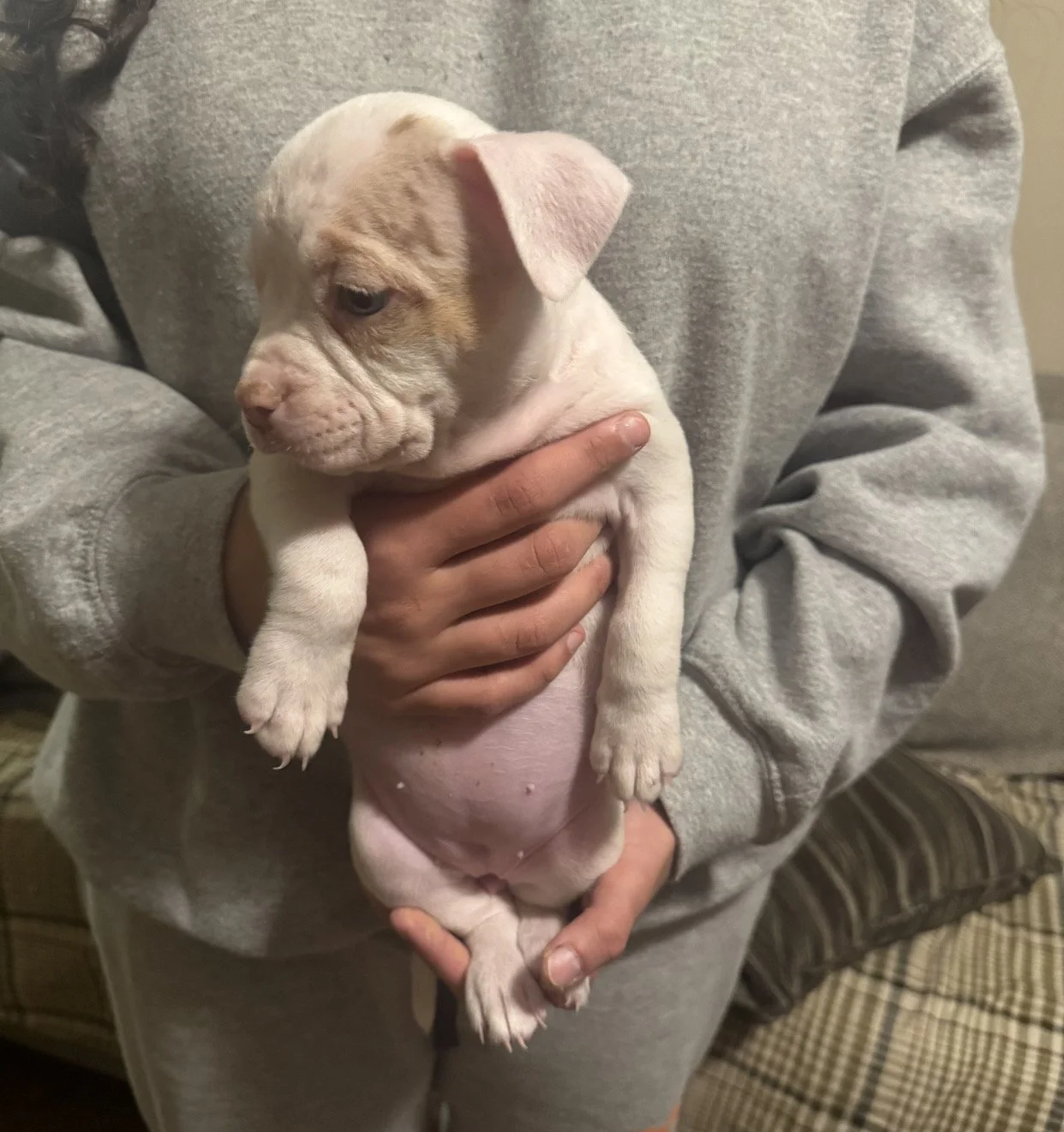 "SUGAR" Fawn Merle Extreme Piebald female. Very unique dog here and so adorable. Probably deaf, but deaf dogs make amazing companions! Inquire to learn more about caring for one, it's much easier than you would ever imagine! $400
