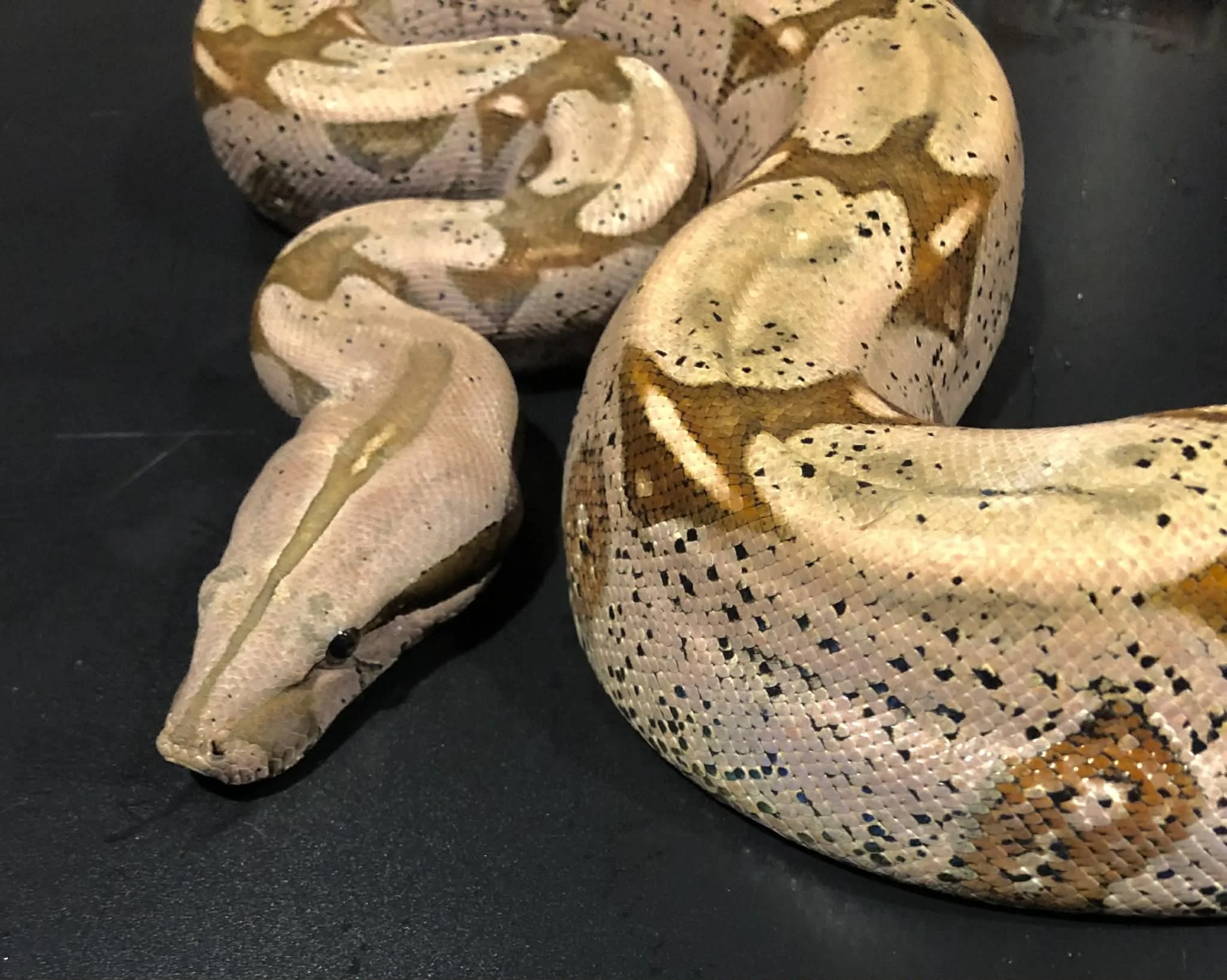 Suriname True Red Tailed Boa female 3ft $450 (very purple!)