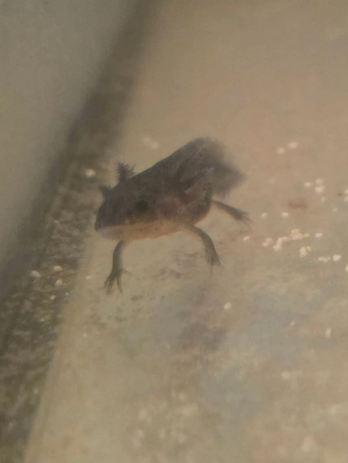 Wild Type Axolotl baby (text or call (515) 571-5523 Thank you!