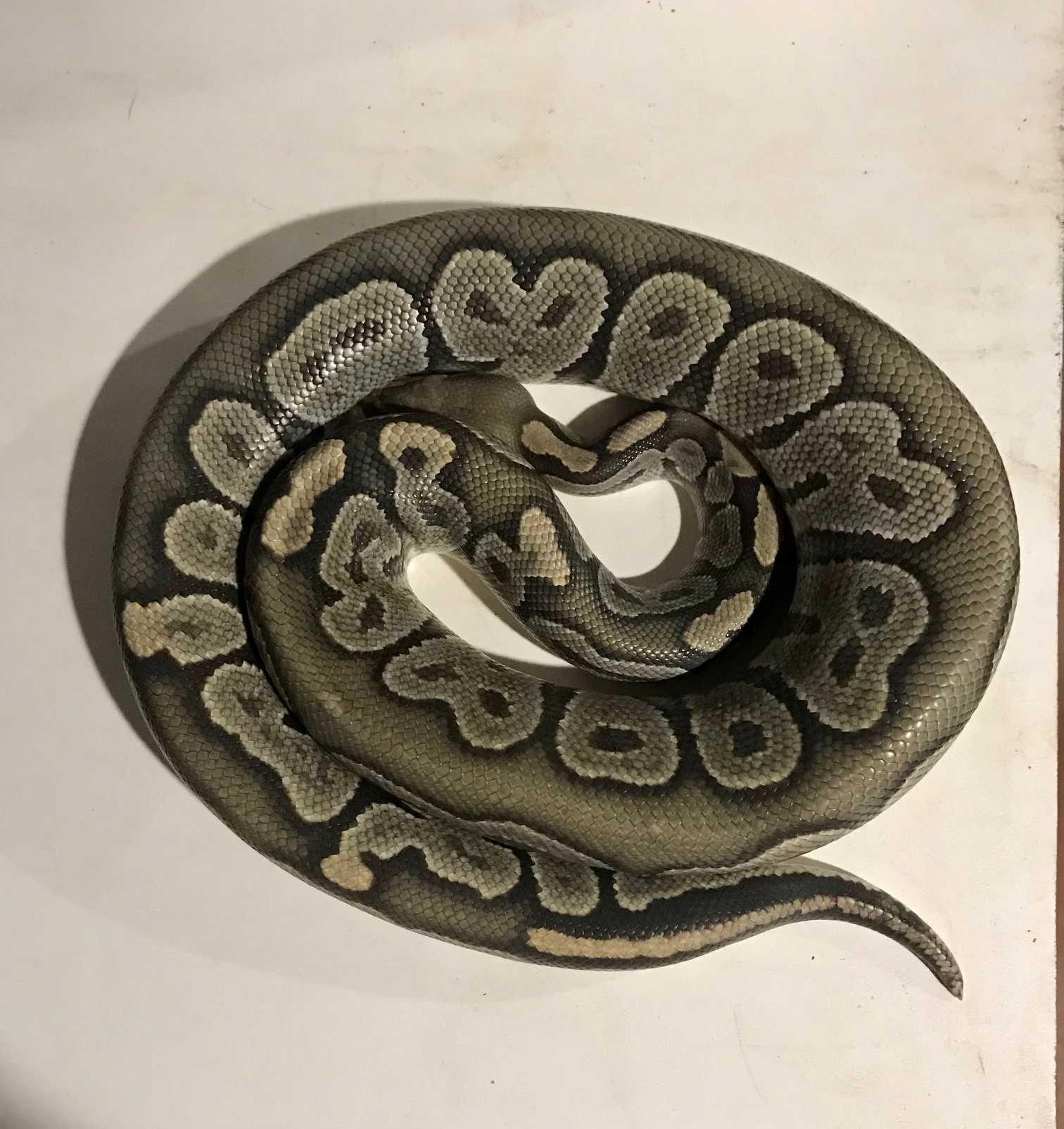 m	Chocolate Hypo	$180
