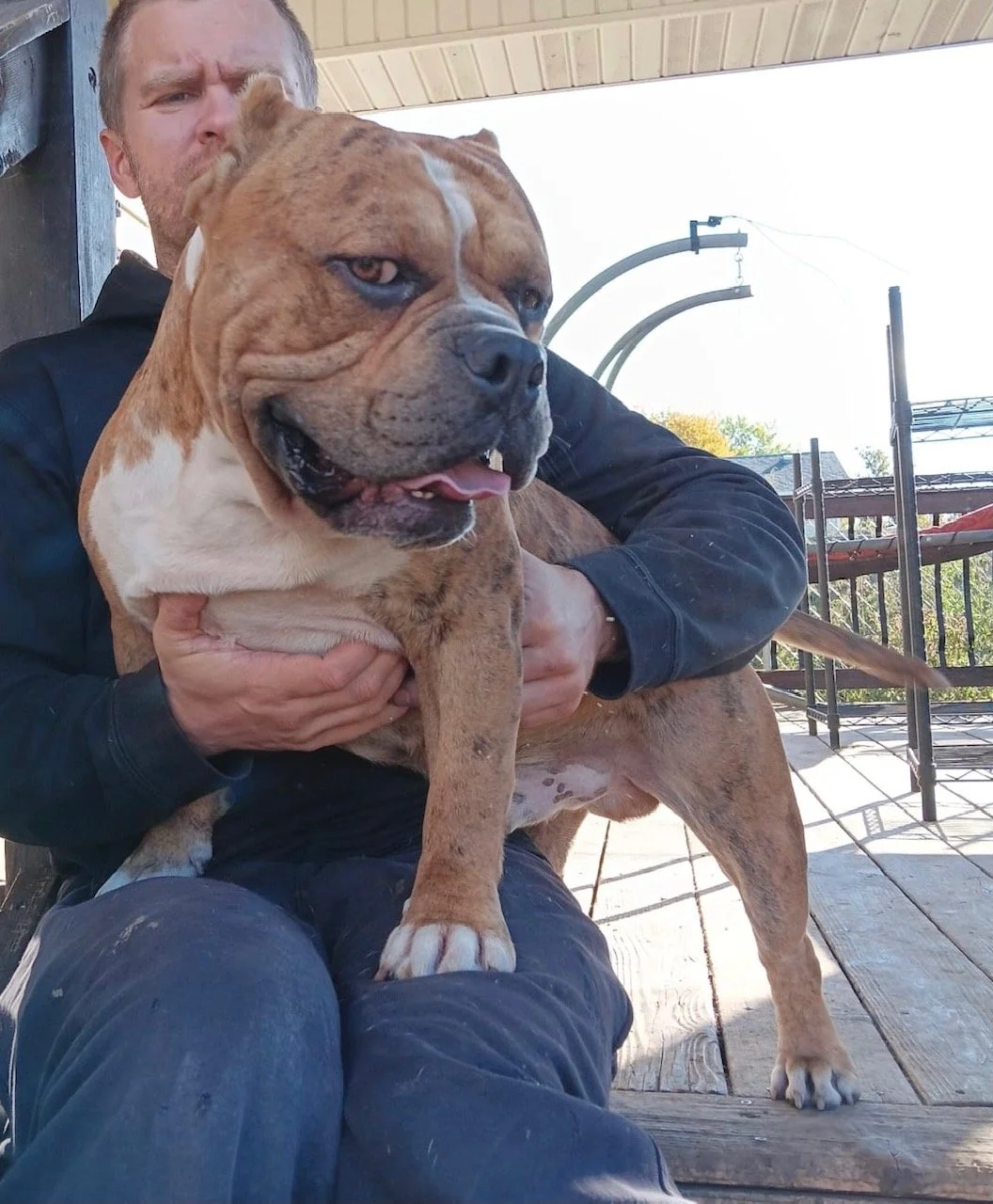 Dad Tonka Sebastian 55lbs 14.5" tall