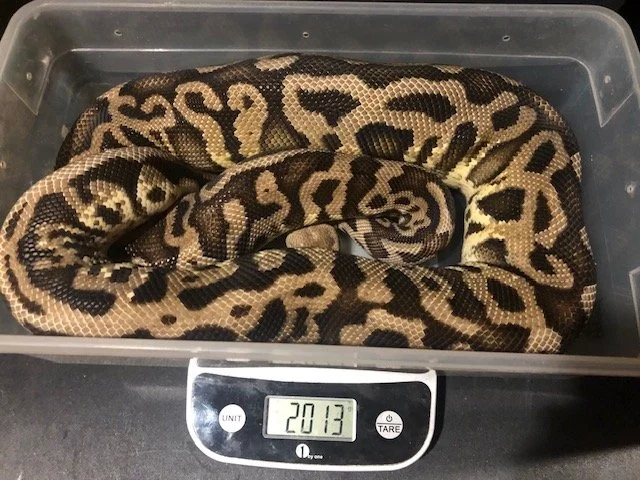Pastel Leopard Spotnose possible YB #1 adult female $275