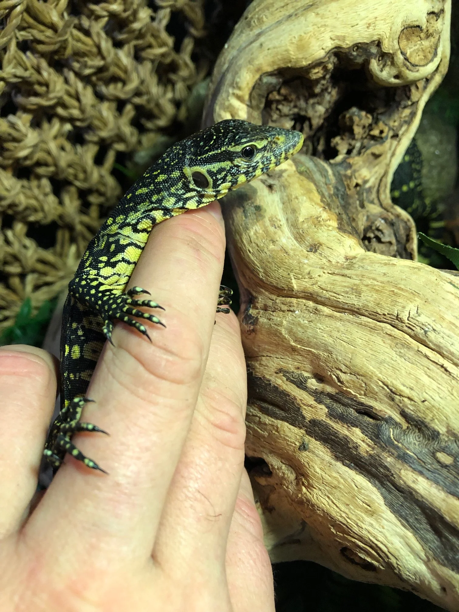 Ornate Nile Monitor babies $150 Beautiful! Very smart and personable. Will have individual photos once they are established and all fat and happy in October sometime. 6 available! 