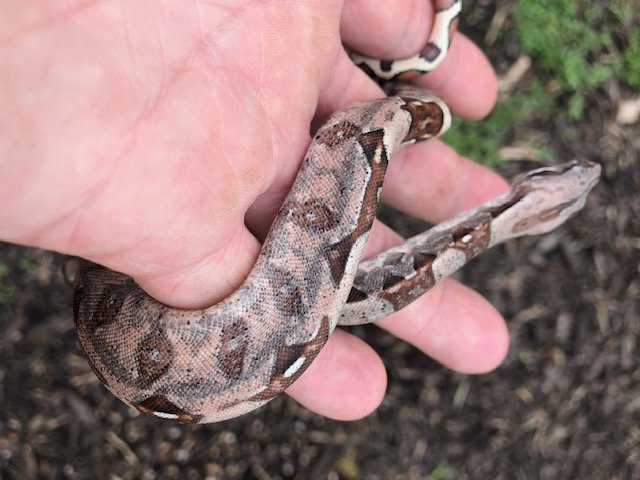 Barranquilla Boa Babies $300/each