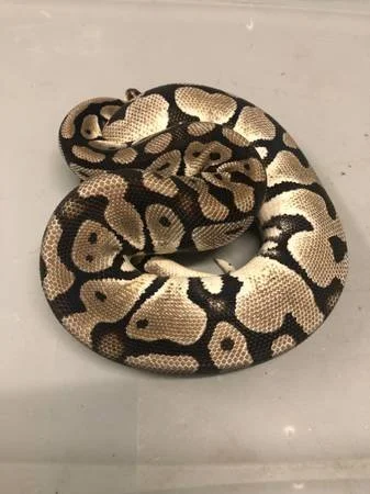 Pastel VPI Axanthic 50% het Pied subadult female $175