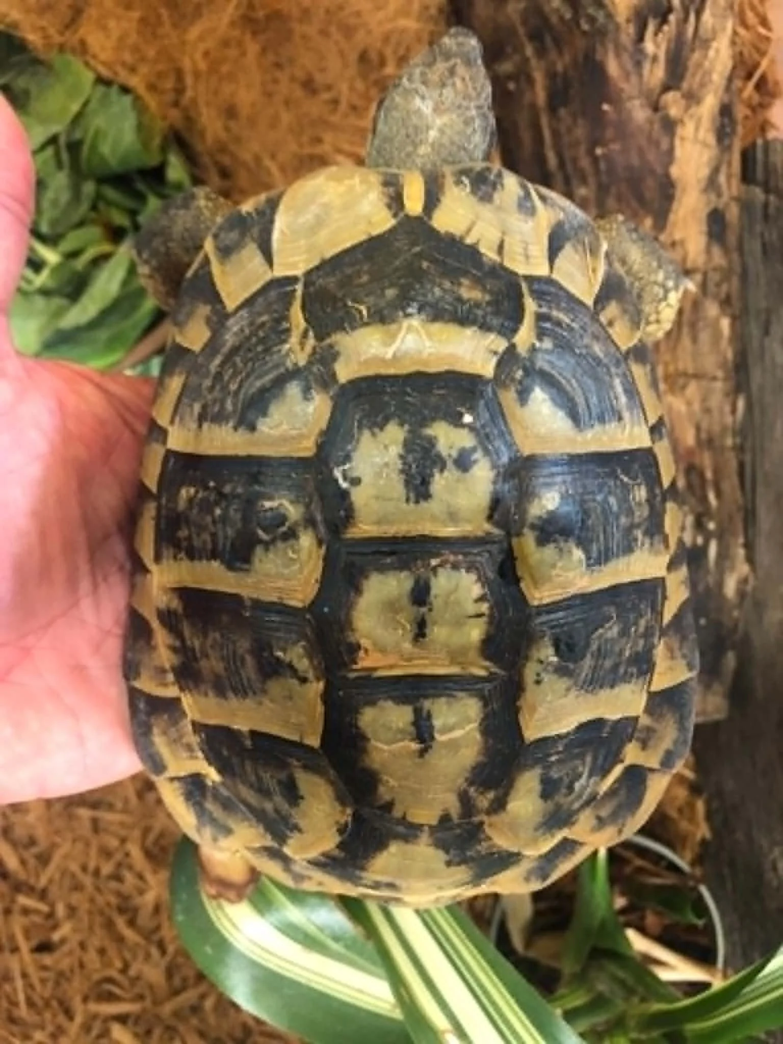 Hermann's Tortoise male 5" $250