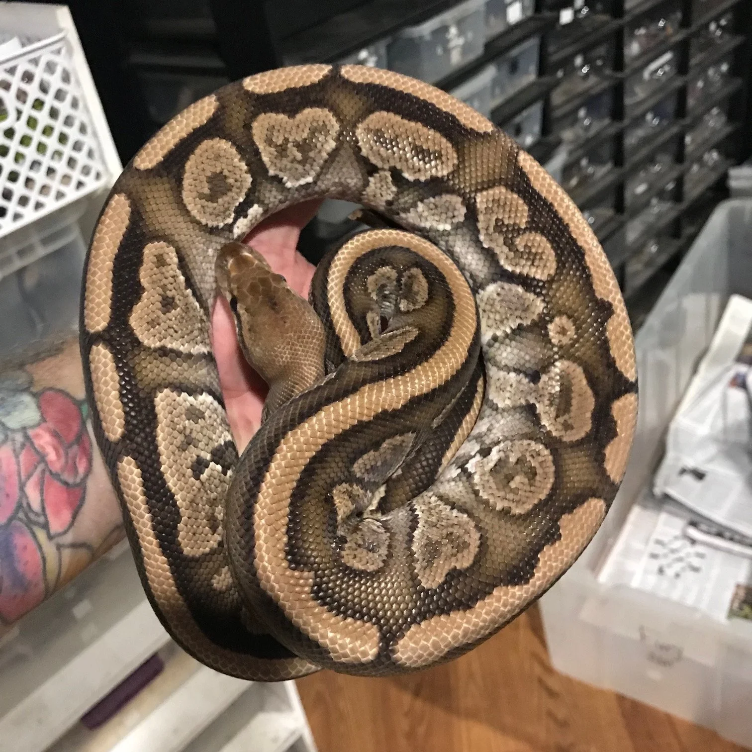 m	mahogany spector het clown	$160