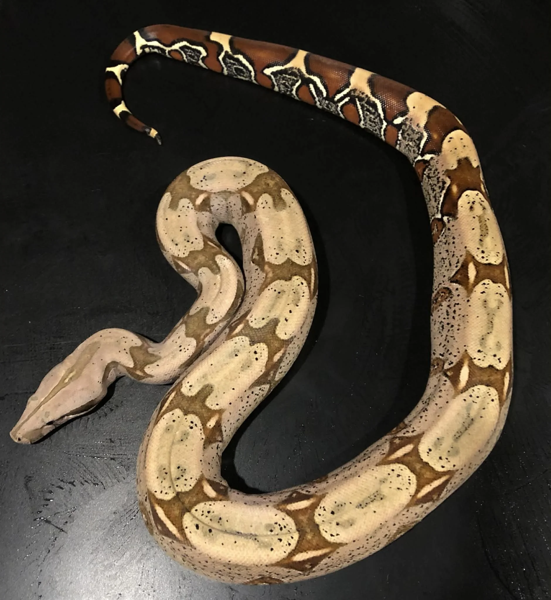 Suriname True Red Tailed Boa female 3ft $650 (on hold) 
