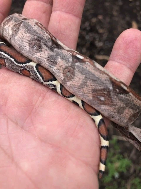 Barranquilla Boa Babies $300/each